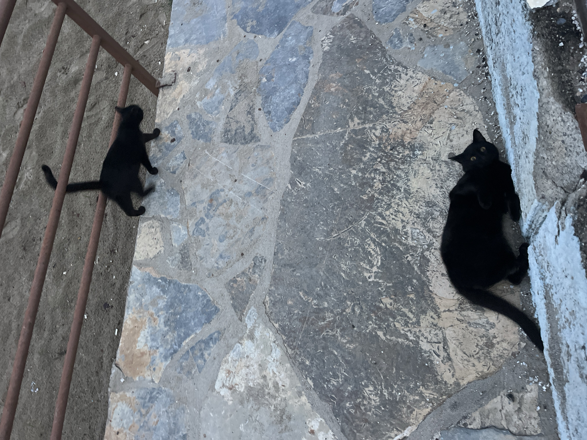 The image captures two black cats in Alanya, Turkey. One cat is positioned near a metal railing on a gray, stone-tiled surface, appearing to climb or interact with the railing. The second cat is closer to a white wall or edge, lying on the same type of stone surface. The scene seems to be an outdoor public area with architectural features characteristic of Alanya.