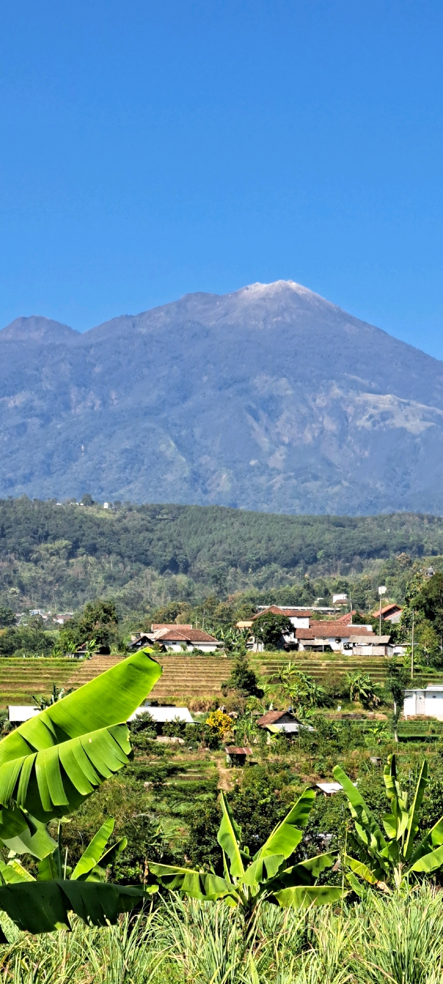 This vertical, eye-level, wide shot captures a lush, verdant landscape dominated by a towering, majestic mountain under a clear, bright blue sky. The mountain, possibly Mount Semeru, shows a light dusting of ash or snow on its peak, with its slopes covered in dense, dark green forests that transition to lighter green vegetation in the mid-ground.
In the middle ground, terraced rice fields are visible, showing a patchwork of light brown and green, indicative of cultivation. Scattered among the terraces are several houses with terracotta-colored roofs and white walls, suggesting a small village or community nestled into the hillside. The architecture appears simple and functional. Banana trees with large, vibrant green leaves are prominently featured in the foreground, their broad leaves curving upwards, adding a tropical feel to the scene. Tall, thin grasses also occupy the immediate foreground, adding texture and depth. The overall impression is one of natural beauty and rural tranquility in a tropical mountain setting, likely within the vicinity of Sukoreno, Indonesia, a region known for its agricultural landscapes and proximity to volcanic mountains. No people are visible in the image.