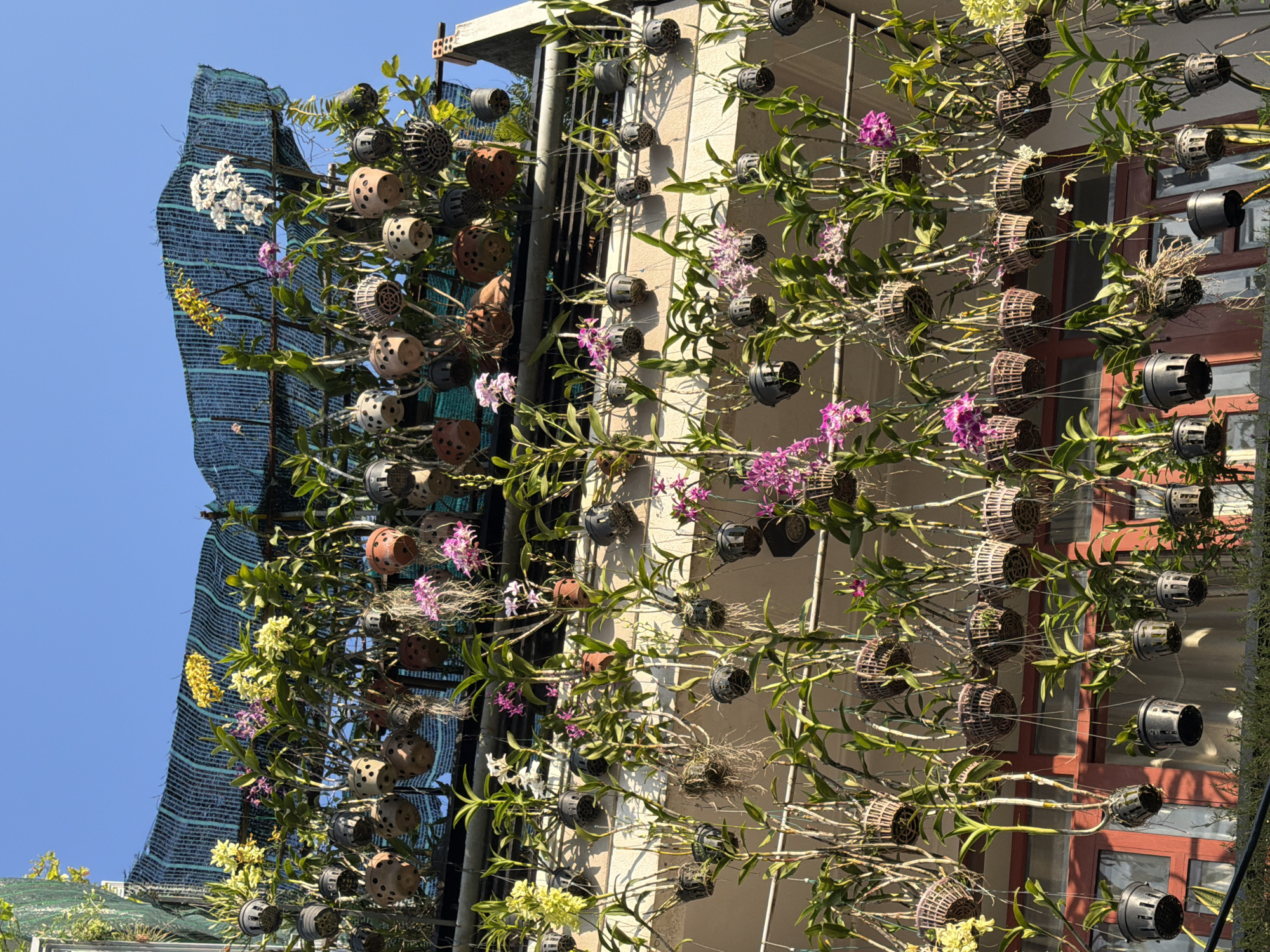 This is a photograph taken from below, looking up at a building in Nha Trang Ward, Vietnam, adorned with numerous hanging orchid plants. The orchids are in various stages of bloom, with clusters of pink, white, and yellow flowers visible. They are planted in a variety of containers, including plastic pots and woven baskets, which are suspended by strings and wires from a shaded rooftop area and along the building's facade. The building's architecture appears to be residential or commercial, with visible windows and doors. The overall scene suggests a lush and vibrant horticultural display, likely a private garden or a business that cultivates orchids.