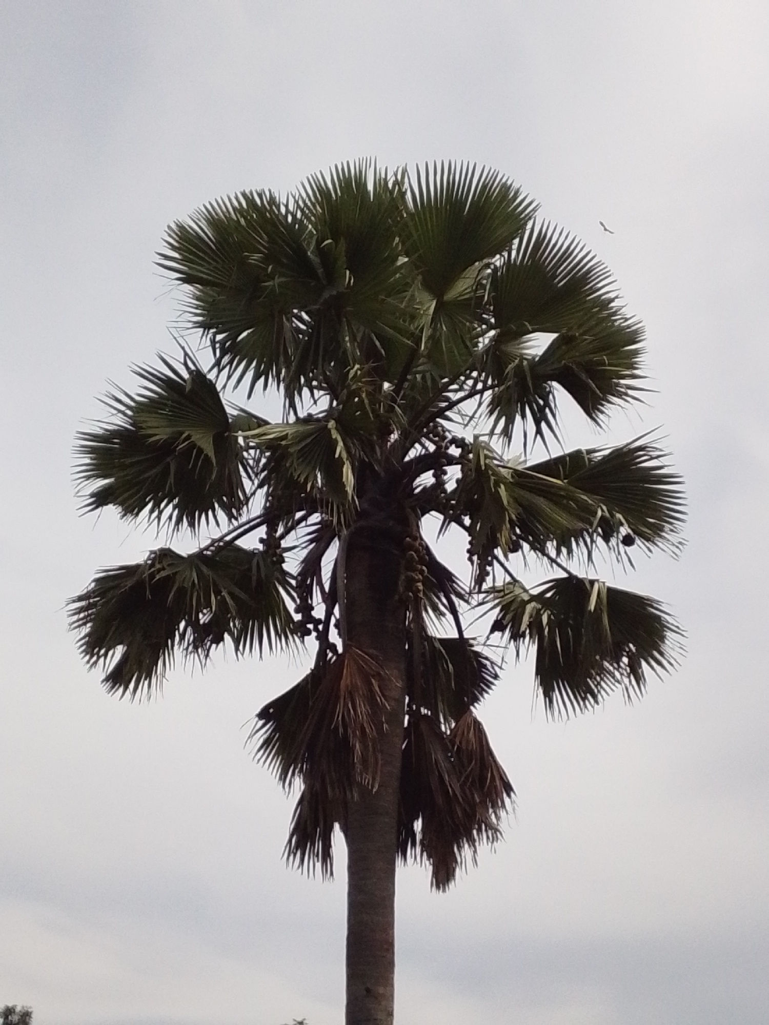 A tall palm tree with dark green, fan-shaped leaves and dried brown fronds is the central subject of the image. The tree has a thick, brown trunk. Small, dark round fruits are visible hanging in clusters among the leaves. In the upper right quadrant of the sky, a small bird is in flight. The background is a light gray, overcast sky. The lower portion of the image shows a sliver of green vegetation. The scene appears to be outdoors, possibly in a tropical or subtropical environment. There is no indication of the city of Serti, Nigeria within the image itself.