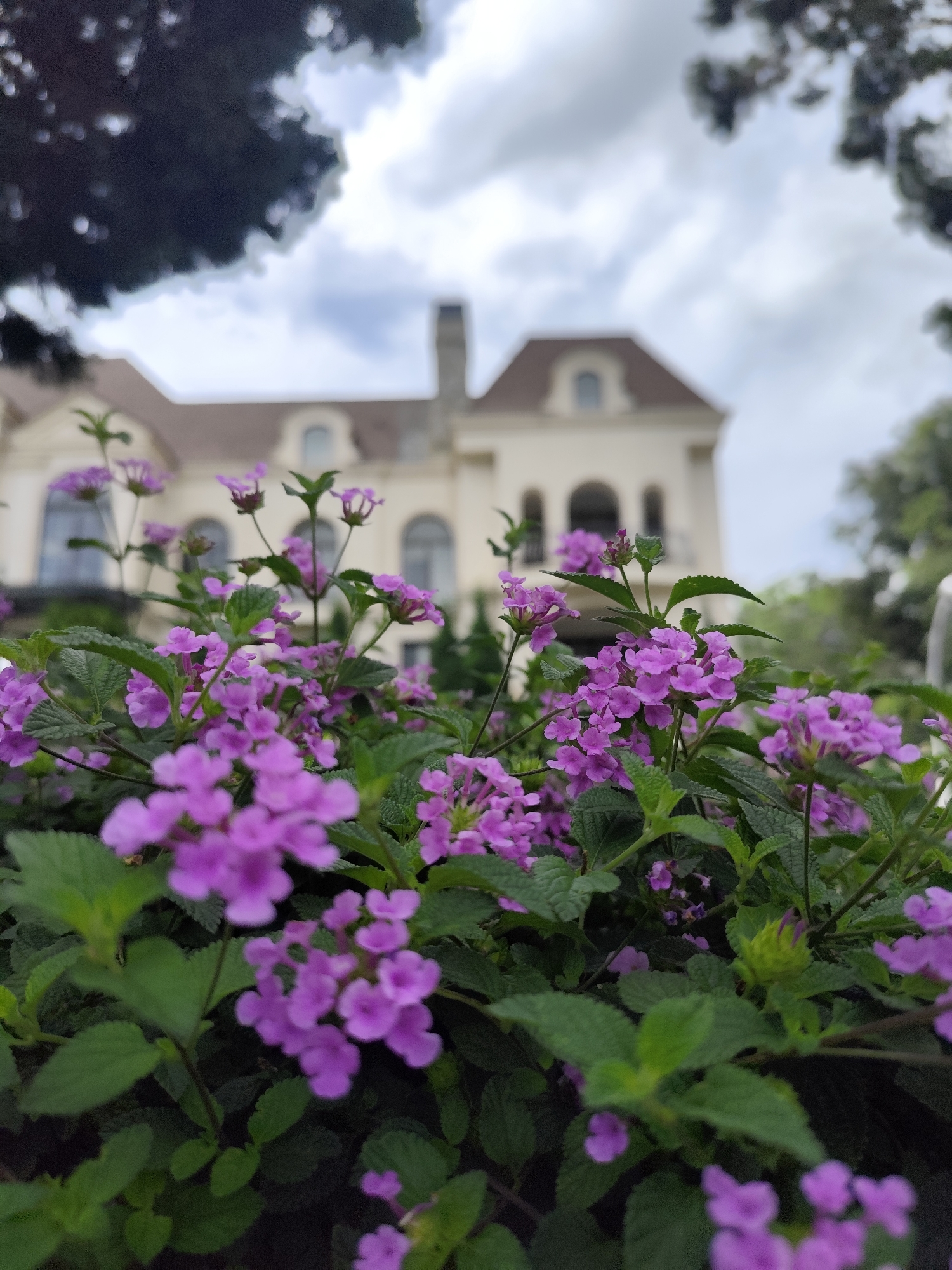 A close-up, slightly low-angle photograph shows a profusion of purple lantana flowers with green leaves in the foreground, with a building and cloudy sky blurred in the background. The building appears to be a large house or mansion with white or off-white exterior walls, a brown roof, and arched windows. There is a chimney visible on the roof. The location is likely Lâm Viên, Đà Lạt, Vietnam, as requested. The focus is on the lantana flowers. The sky is overcast. Trees surround the house.