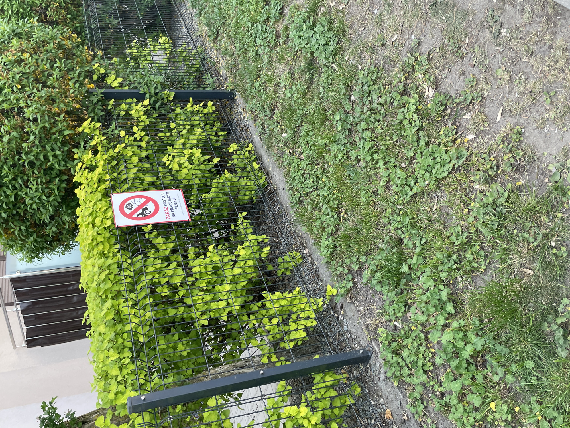 The image captures a section of a metal fence, partially obscured by green foliage. A sign is attached to the fence, bearing an image of a tractor with a crossed-out circle, and Polish text. The ground adjacent to the fence is covered in vegetation. The background shows a building element with a window. The location appears to be a roadside area.