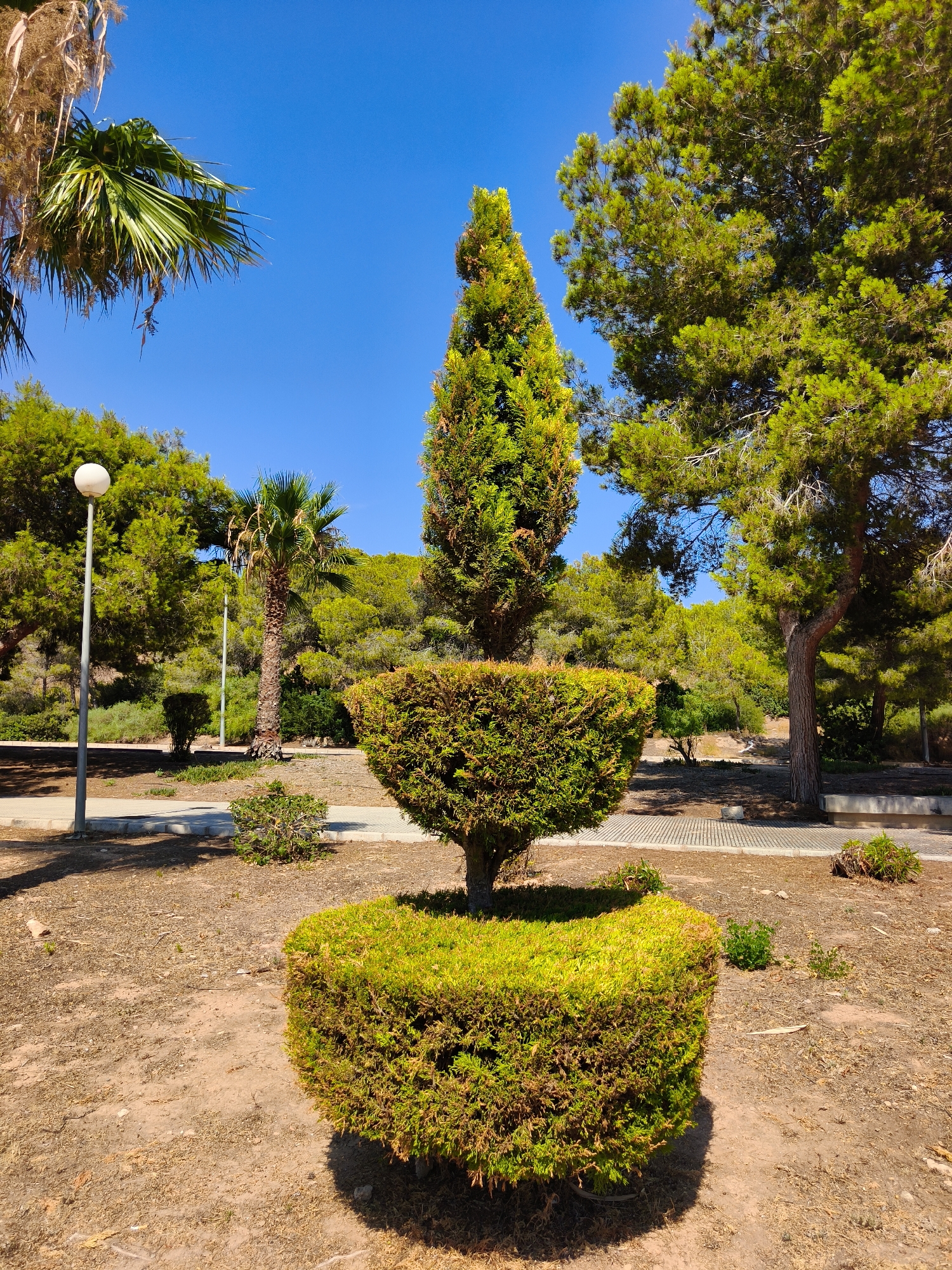This is a photograph of a manicured topiary in a park-like setting. The topiary is shaped with a cylindrical base and a wider, tiered upper section that tapers to a point, resembling a narrow, stylized Christmas tree. It is a vibrant green and stands prominently in the center of the frame.
The setting is a sunny outdoor location with a clear blue sky, suggesting a pleasant day. The ground is covered in dry earth and scattered with some dead leaves or twigs. To the left of the topiary, a modern lamppost with a round, white light fixture stands tall. In the background, there are various trees, including a palm tree with a rough trunk, and dense green foliage on a gentle slope. There are also paved pathways and some smaller bushes scattered around. The overall impression is of a well-maintained public space, possibly a garden or a park, in a warm climate.
There are no people visible in the image, nor any specific activity or event taking place. The time of day appears to be daytime, given the bright sunlight and clear sky. The location cues, such as the type of trees and the dry ground, are consistent with a Mediterranean environment. No text is visible in the image. The focus is on the topiary and the surrounding natural and designed landscape.