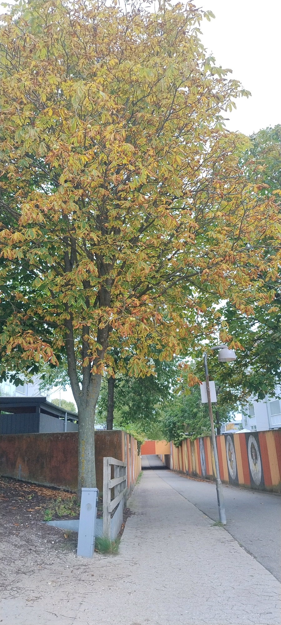 The image depicts a tree with autumn foliage, exhibiting a mix of green, yellow, and orange leaves, along a paved pathway. The pathway is bordered by a vibrantly painted wall adorned with circular patterns in orange, yellow, and white. A lamppost stands to the right of the pathway. In the background, an underpass is visible, suggesting an urban or suburban setting. The presence of a weathered wooden fence and a grey utility box near the base of the tree indicates public or residential infrastructure. The scene appears to be an outdoor public space in Ishøj, Denmark, characterized by autumnal weather and colorful decorative elements.