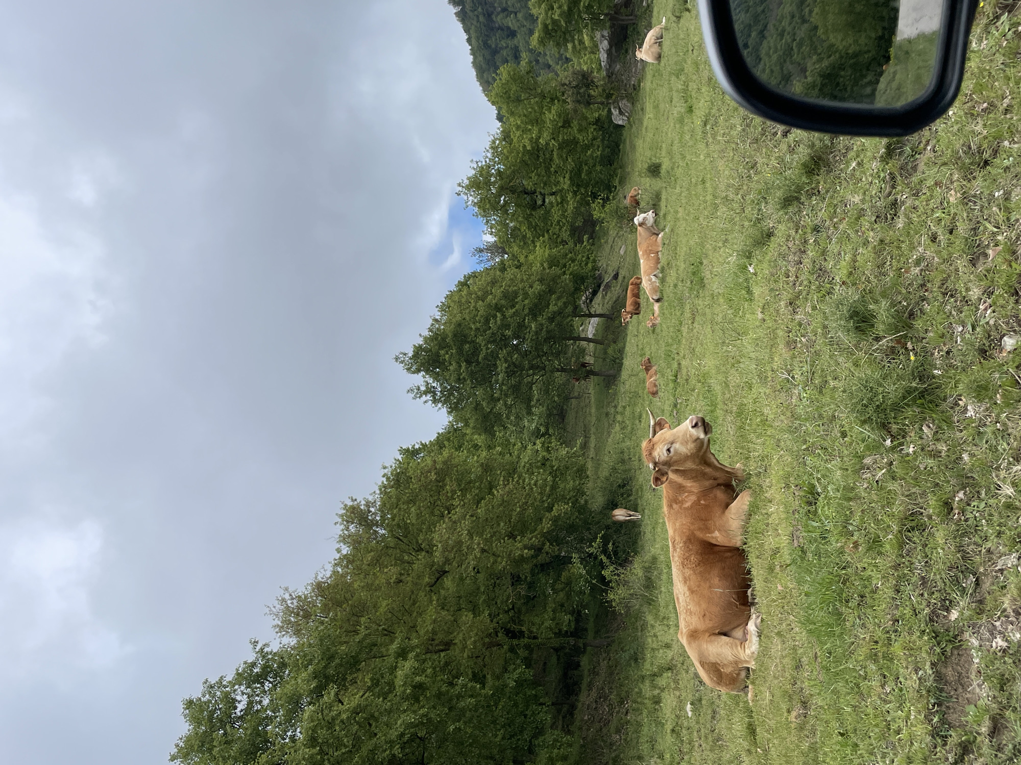 The image shows a landscape in Tavertet, Spain, featuring a grassy field with a herd of brown cows. In the foreground, a cow is lying down, while several others are grazing in the background. The field is surrounded by trees, and in the distance, there's a mountain ridge. The sky is overcast with clouds. The side mirror of a car is visible on the right side of the frame, suggesting the image was taken from inside a vehicle.