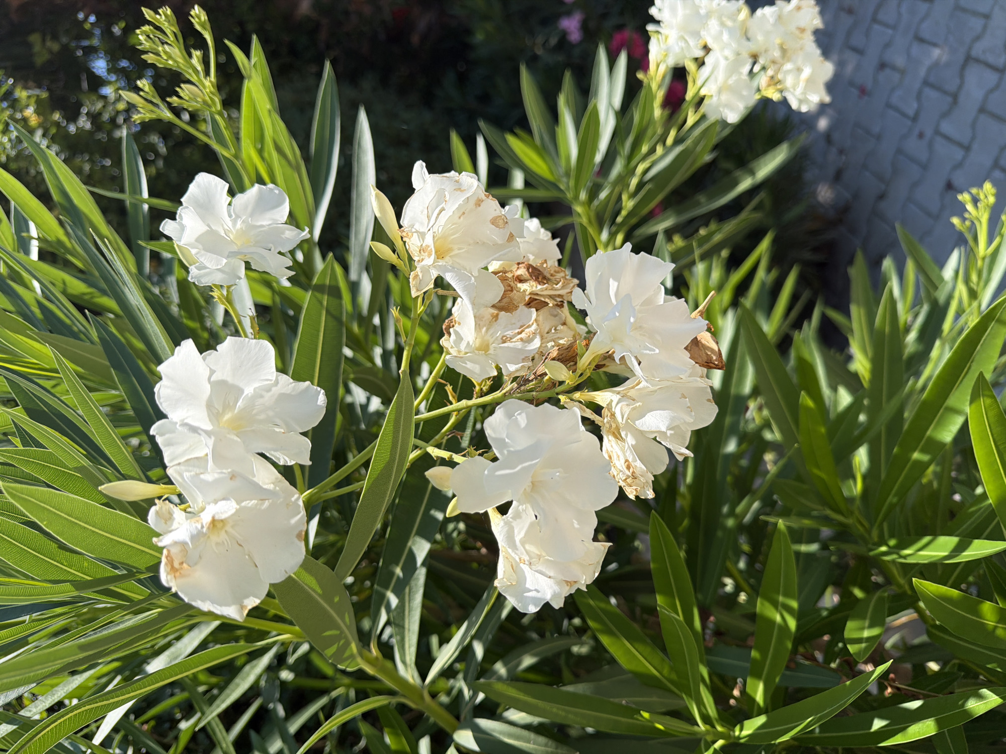 A close-up, eye-level shot captures white oleander flowers with green foliage against a blurred background of trees and a cobblestone walkway. Sunlight illuminates the scene, casting shadows on the vibrant green leaves. Several white blossoms are in focus, with some showing brown, wilted edges, suggesting the natural cycle of flowering. The unfurling buds of new flowers are also visible, adding to the sense of a thriving plant. The foreground is dominated by the plant's lush leaves and delicate flowers, while the background provides a soft bokeh effect of a garden or park setting. The image is static, with no discernable actions or interactions taking place. The location is identified as Unknown, Unknown.