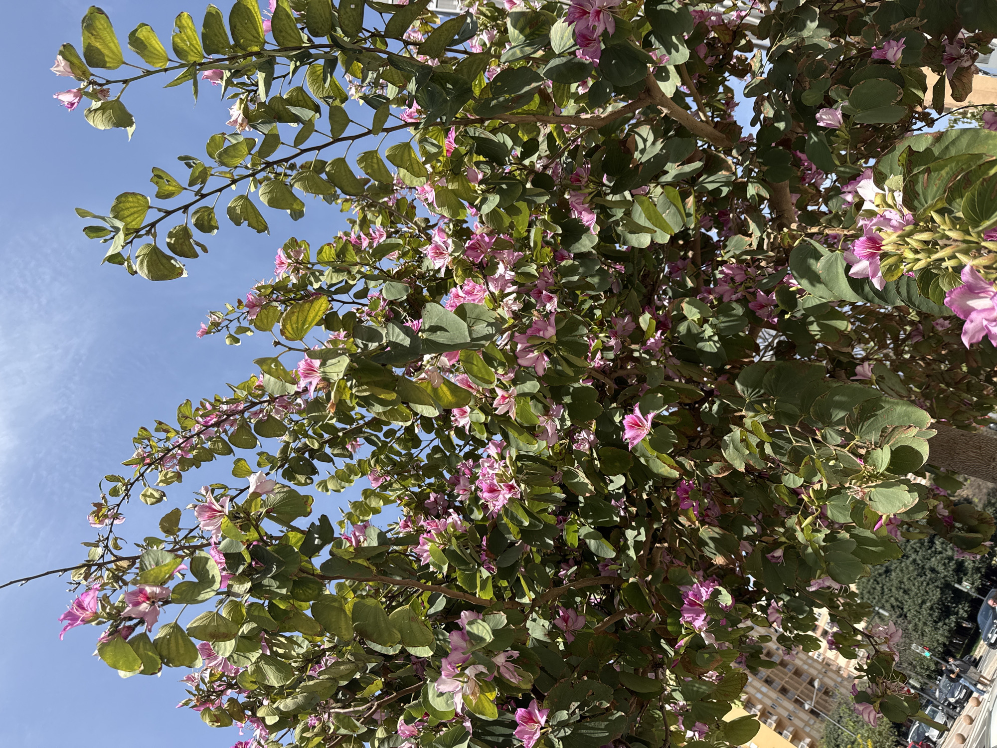 This image presents an upward view of a vibrant flowering tree against a clear blue sky, situated in an urban environment, likely València, Spain. The primary subject is a tree laden with lush green leaves and numerous pink and magenta flowers. The leaves are distinctively two-lobed, typical of a Bauhinia tree, often referred to as an Orchid Tree. The flowers are delicate with varying shades of pink, some displaying darker veining, and are scattered throughout the branches, adding striking color to the foliage.
The sky is bright blue with only a few faint wisps of white clouds, indicating clear weather. The scene is bathed in strong daylight, suggesting it is late morning or early afternoon, with sunlight casting shadows and highlighting the textures of the leaves and petals.
In the background, visible through the gaps in the tree's canopy, are elements of an urban setting. Parts of light-colored buildings with multiple windows are discernible. Further down, near the bottom right, segments of a street are visible with parked cars and other trees. A faint figure, possibly a person, can be seen near the cars. There is no visible text in the image. The overall impression is one of natural beauty flourishing amidst a city landscape.