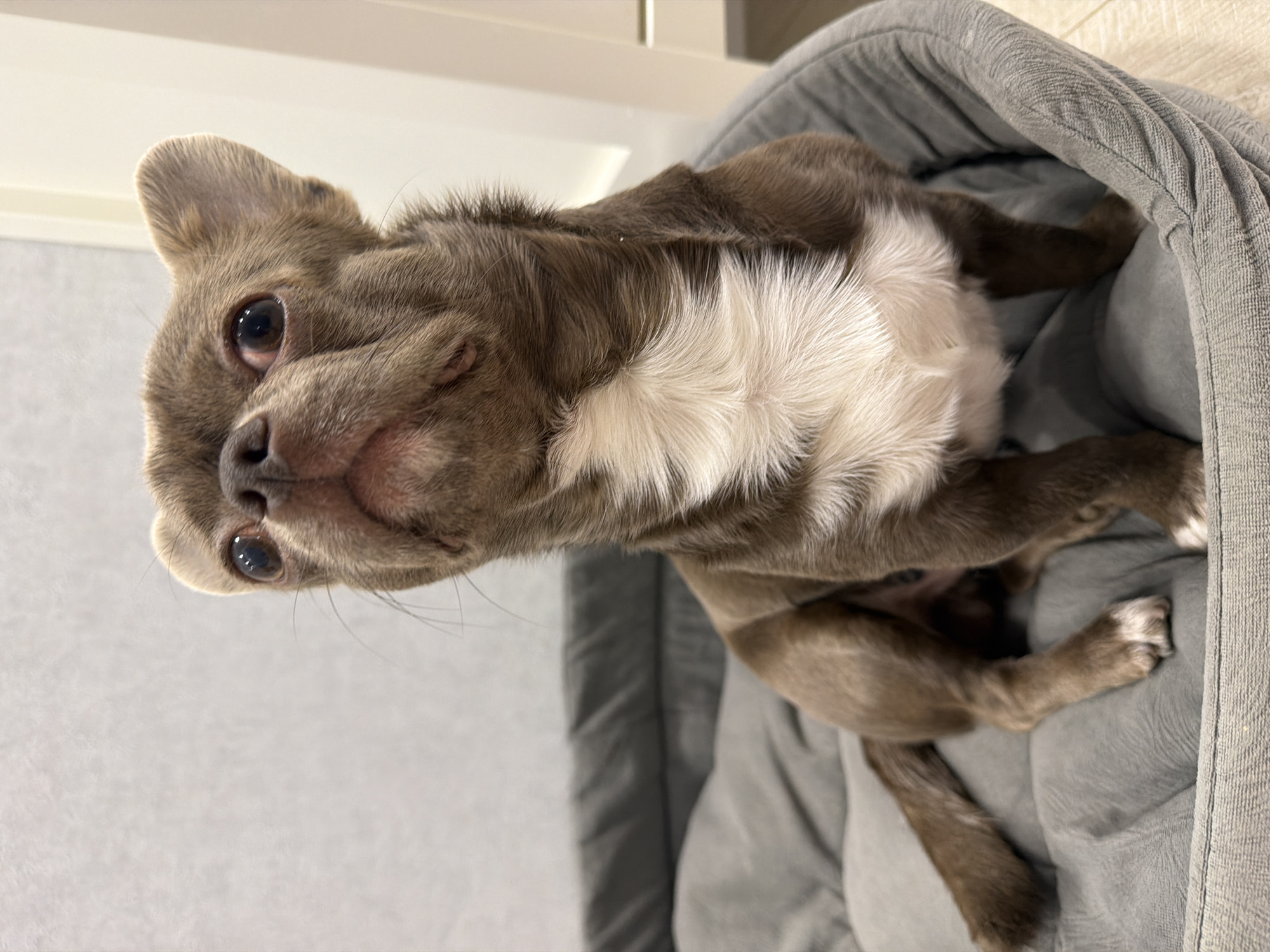 A small, short-haired dog, likely a Chihuahua or similar breed, is the central subject of the image. The dog has grayish-brown fur on its back and head, with a prominent white chest and white markings on its paws. Its dark, alert eyes are looking upwards and slightly to the left, conveying an expression of curiosity or attentiveness. Long whiskers are visible around its snout.
The dog is nestled comfortably within a soft, textured gray dog bed or blanket, which occupies the lower and right portions of the frame. The background consists of plain light-colored walls and possibly light-toned furniture or cabinetry, suggesting an indoor home environment. The lighting is bright and even, indicating it is likely daytime. There is no visible text in the image. The location is Votkinsk, Russia.