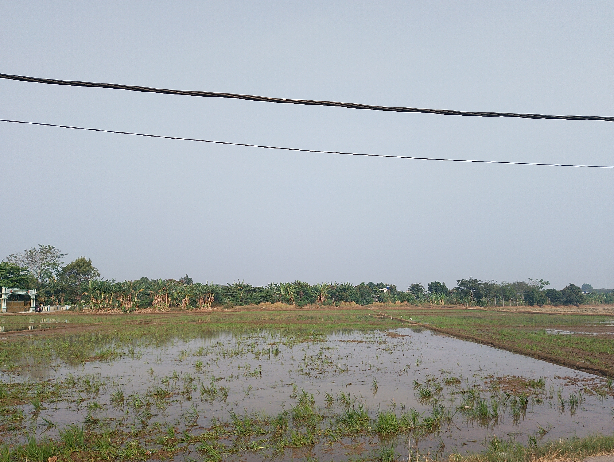 The image depicts a rural landscape in Karawang, Indonesia, likely a rice paddy field in the early stages of cultivation. The foreground is dominated by flooded land with young green shoots of rice emerging from the muddy water. The water reflects the overcast sky and the surrounding vegetation. In the mid-ground, a strip of land has been plowed, creating a contrast with the flooded areas. A line of banana trees and other lush green foliage stretches across the horizon, suggesting a tropical climate. To the left, an ornate archway with a white and light blue design marks an entrance, possibly to a property or village. Electrical wires are prominently strung across the upper portion of the frame, indicative of infrastructure in the area. The sky is a pale, hazy blue, suggesting either early morning or late afternoon. No people are visible in the scene.