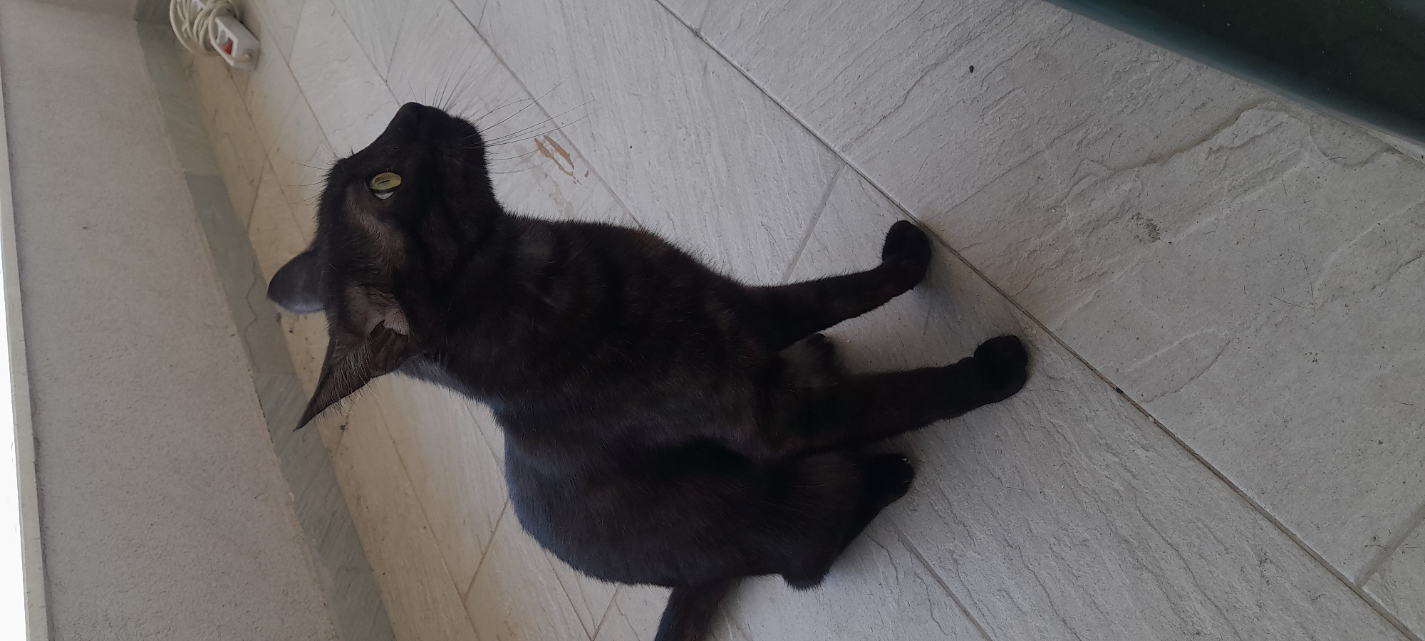 A black cat is lying on a gray tiled surface, possibly a balcony or patio. The cat is looking upwards, with its head tilted back. The surface is composed of square tiles with a textured pattern. There is a wall to the left side of the image, and a green object is visible on the right side. There are some electrical cables visible in the top left corner of the image. The location is likely in Podgorica, Montenegro, but there are no specific indicators in the image to confirm this.