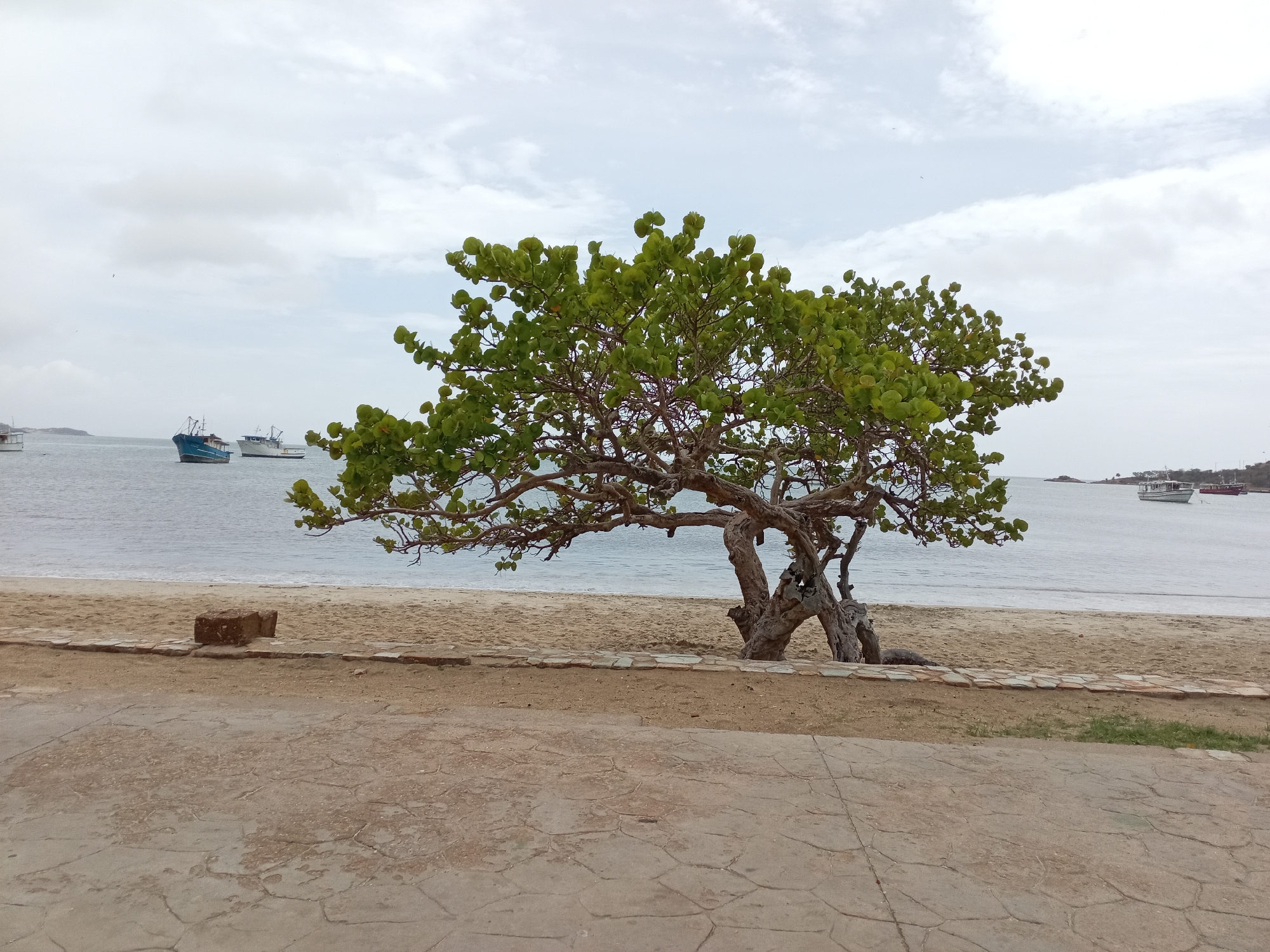 The image depicts a serene coastal scene at Juan Griego, Venezuela. In the foreground, a textured concrete pathway borders a sandy beach. A weathered, uniquely shaped tree with lush green foliage stands prominently on the sand, its gnarled branches extending outwards. Behind the tree, the calm, grey water of the ocean stretches to the horizon, meeting a cloudy sky.
Several boats are visible on the water. Two larger blue and white vessels are closer to shore in the left half of the image, while smaller boats, including a white one with a distinct superstructure, are further out on the right. The overall atmosphere is peaceful, with the overcast weather suggesting it might be a cloudy day, possibly late afternoon or early morning given the diffused light. The setting is clearly a public beach or waterfront area, with a small pile of rocks on the sand possibly serving as a marker or decorative element. No people are visible in the frame, enhancing the tranquil and solitary mood of the scene. The image captures the natural beauty of the Venezuelan coast, with the tree and the boats adding visual interest to the landscape.