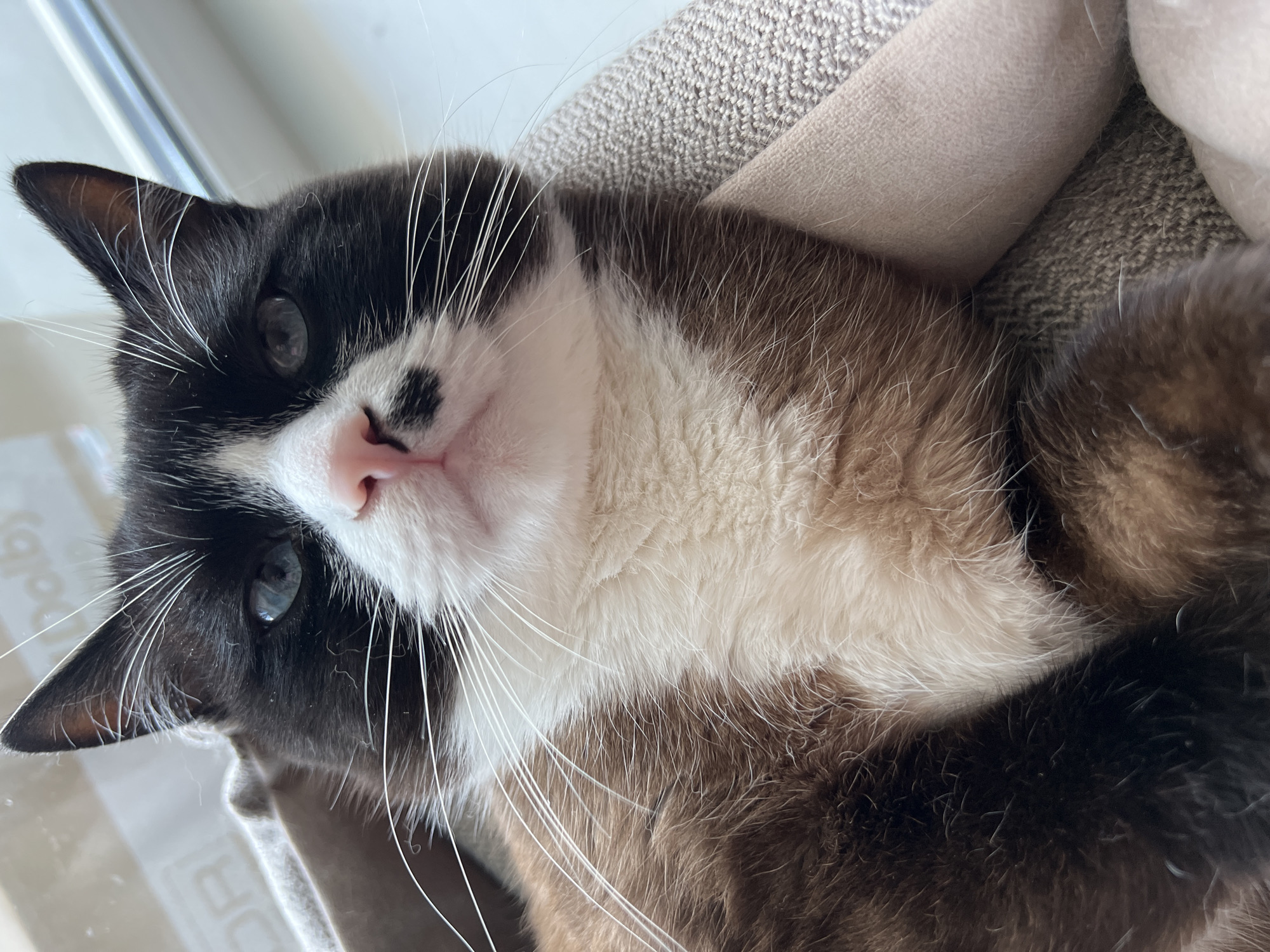 A close-up, high-angle shot shows a Siamese cat with blue eyes, black and white fur, and a pink nose resting in a pet bed. The cat's fur is a mix of brown, white, and black, with distinct markings on its face. The pet bed appears to be made of a textured fabric. The background is blurred, but suggests an indoor setting with natural light coming from a window. There is no information to suggest this image is from Noviy, Russia.