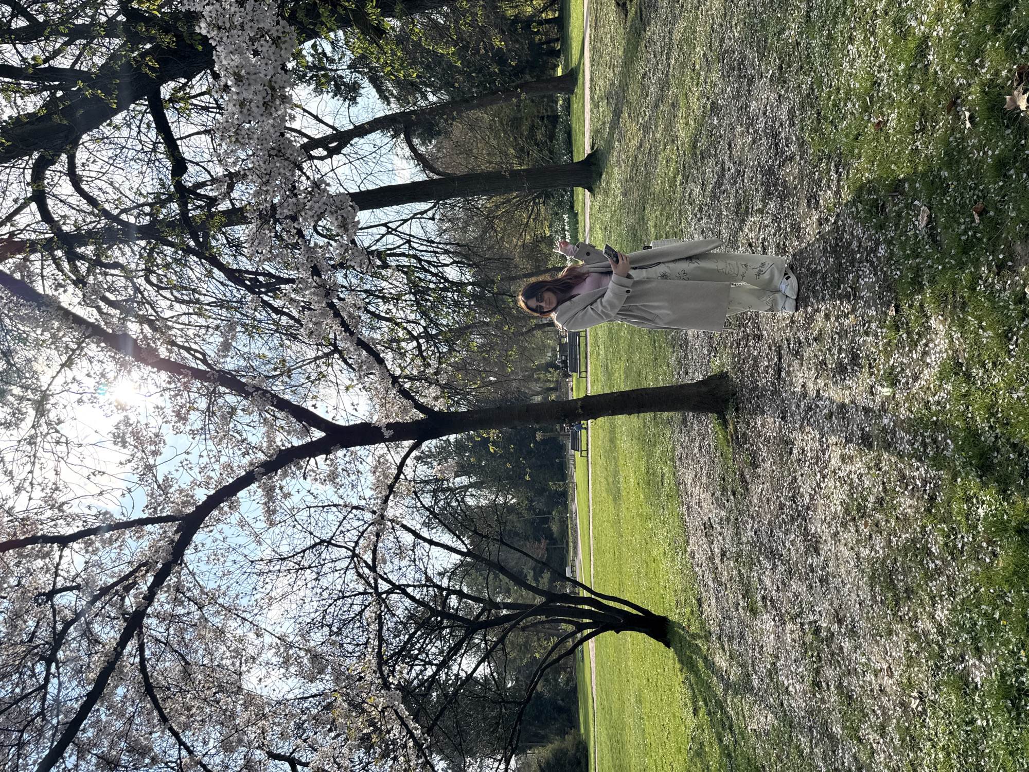 An outdoor scene in the Parc de l'Orangerie, Strasbourg, France, captures a female subject standing beneath flowering cherry trees on a clear, sunny spring day. The adult female, with long dark hair and sunglasses, is centrally positioned, facing the camera. She is dressed in a light-beige trench coat, a light pink top, light-colored trousers with etched patterns, and white sneakers with black stripes. Her left hand holds a black smartphone, and her right hand is slightly raised, palm open. The ground in the immediate foreground and around her is covered with a dense layer of fallen white cherry blossom petals over green grass. Numerous trees with dark trunks and branches, many in full white blossom, frame the scene against a bright blue sky, with sunlight causing lens flare in the upper right. In the background, a paved path traverses a manicured lawn, flanked by additional trees and several park benches. One partially visible individual is seated on a bench to the right of the path.