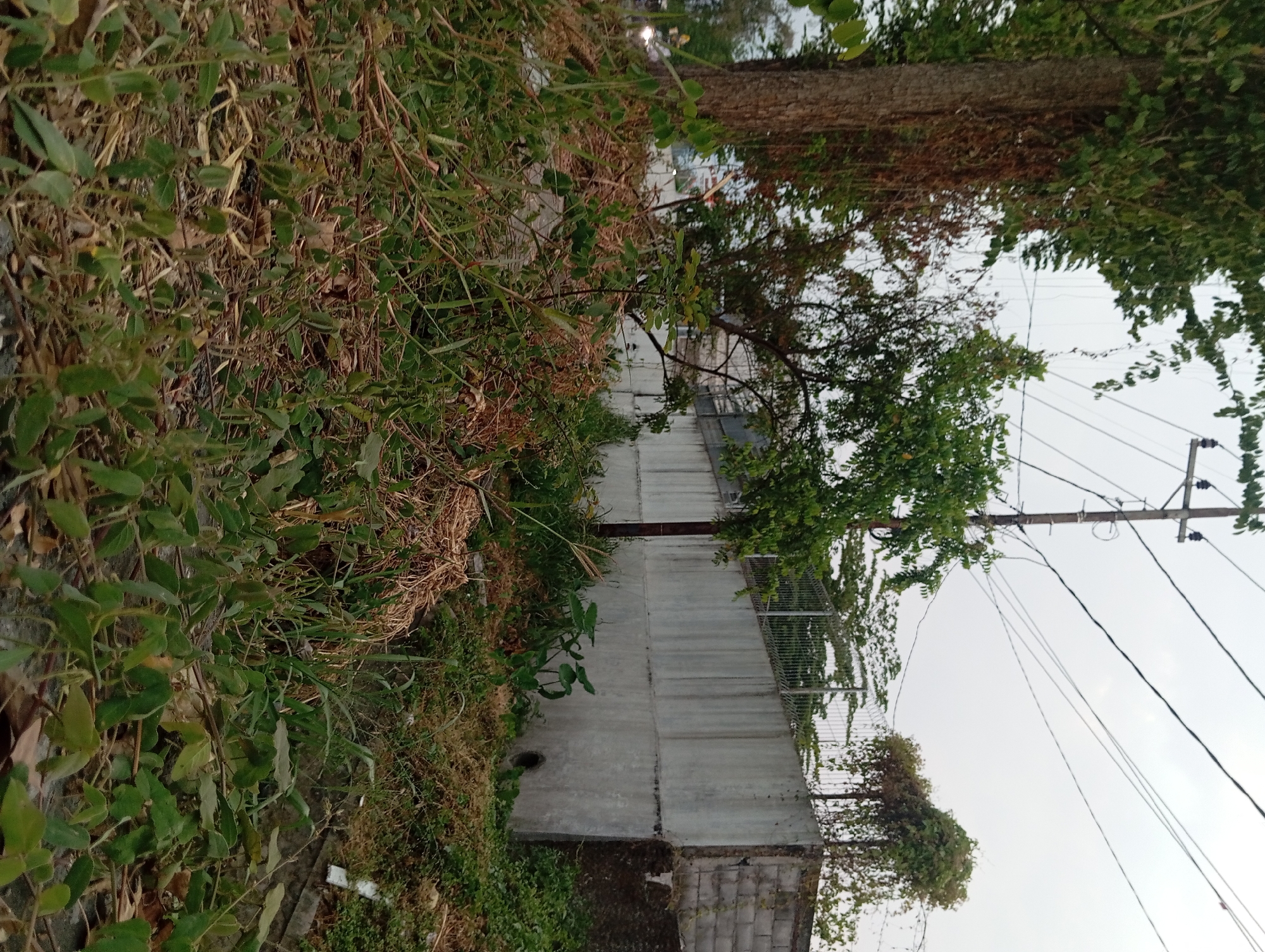 In Kebon Waris, Indonesia, a scene unfolds with a dense foreground of overgrown green vegetation and dried stalks, obscuring a rough surface, possibly asphalt or concrete, with scattered debris. A large tree trunk, textured and brown, stands prominently on the left, draped with hanging vines and dry tendrils. Behind this, a younger tree with green foliage emerges. In the background, a substantial concrete wall, stained and weathered, runs horizontally, topped by a metal fence with barbed wire. Beyond the fence, more trees and vegetation are visible under a hazy, overcast sky. Utility poles with a network of electrical wires stretch across the upper portion of the image. To the far left, a glimpse of a vehicle's headlight and wheel suggests a road nearby. The overall impression is one of an unkempt, natural area adjacent to man-made structures, possibly on the outskirts of a developed area.