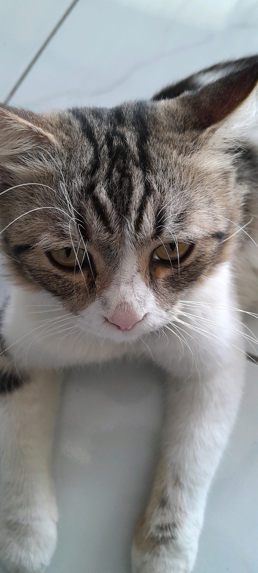 A close-up, vertical shot captures a tabby cat's face from a high angle. The cat has white fur on its chest and paws, with brown and black tabby markings on its head and ears. Its eyes are yellow and appear slightly droopy. The cat's nose is pink, and long white whiskers extend from its muzzle. The background is a light-colored, tiled surface. No specific location in Bendungan, Indonesia can be determined from the image.