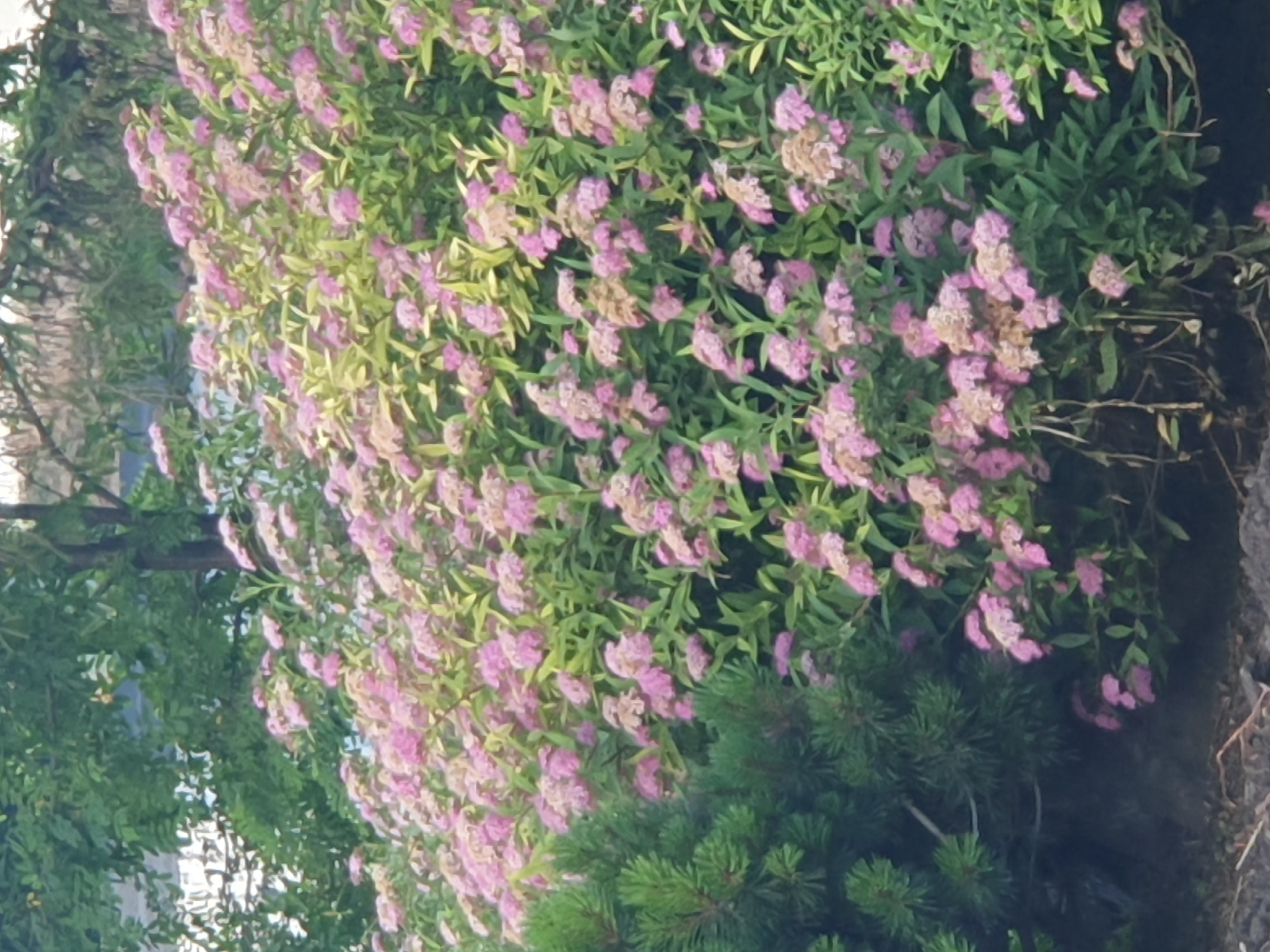 This is a close-up, slightly out-of-focus outdoor photograph of a bush with small pink flowers. The bush is dense with many clusters of delicate pink blossoms and green leaves, some of which have a yellowish hue. To the left of the flowering bush, there is a dark green conifer tree with sharp needles. The background is blurred, showing hints of green foliage and what appears to be a light-colored structure. The ground in the foreground is dark and appears to be covered with mulch and small stones. There are no people or animals visible in the image.