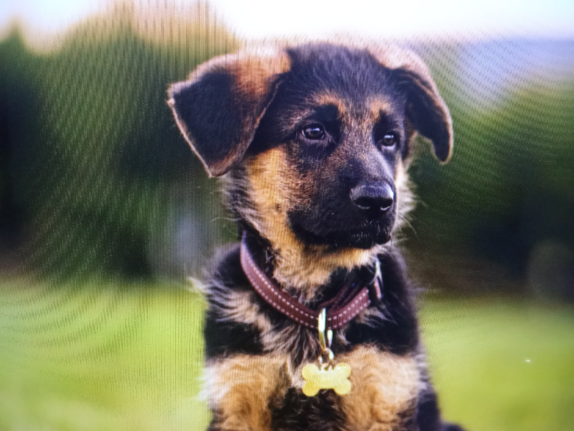 A close-up, slightly blurry, medium shot depicts a German Shepherd puppy sitting outdoors. The puppy is facing to the right of the frame, with its head turned slightly towards the camera. Its ears are perked, and its eyes are looking off to the side. The puppy has tan and black fur, with distinct markings around its face and chest. It is wearing a brown collar with small white polka dots, and a light yellow, bone-shaped dog tag hangs from it. The background is a soft, out-of-focus green, suggesting a grassy area. The lighting is soft and diffused, with the puppy's face well-lit. There is no indication of the city of Đà Nẵng, Vietnam, in this image.