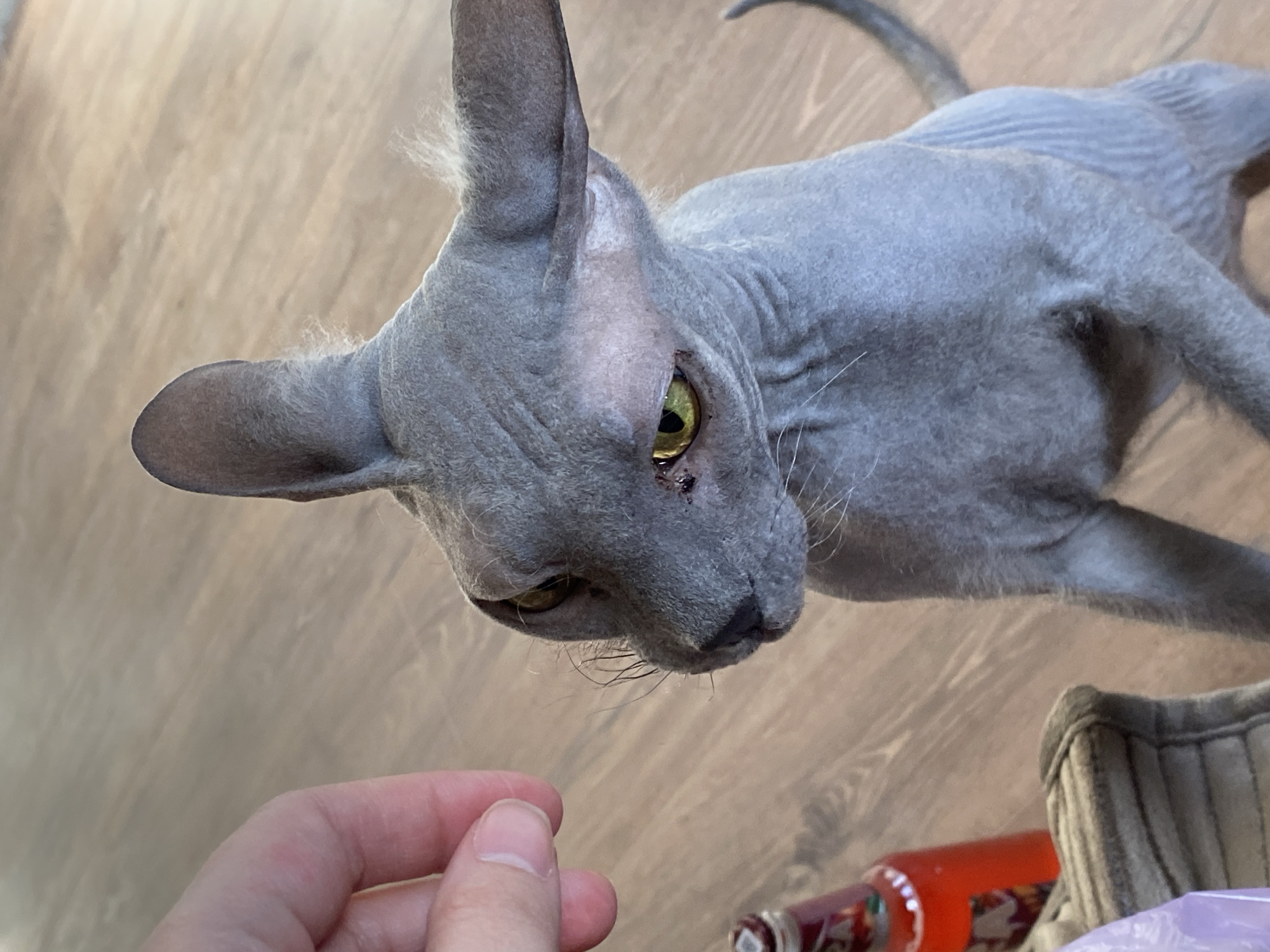 A gray Sphynx cat with yellow eyes looks down at a person's hand. The cat is positioned above the hand, seemingly inspecting it. The background consists of a light-colored wooden floor and a glimpse of a striped cushion and a bottle with a red label. The image appears to be taken indoors. No information is available to link this image to Votkinsk, Russia.
