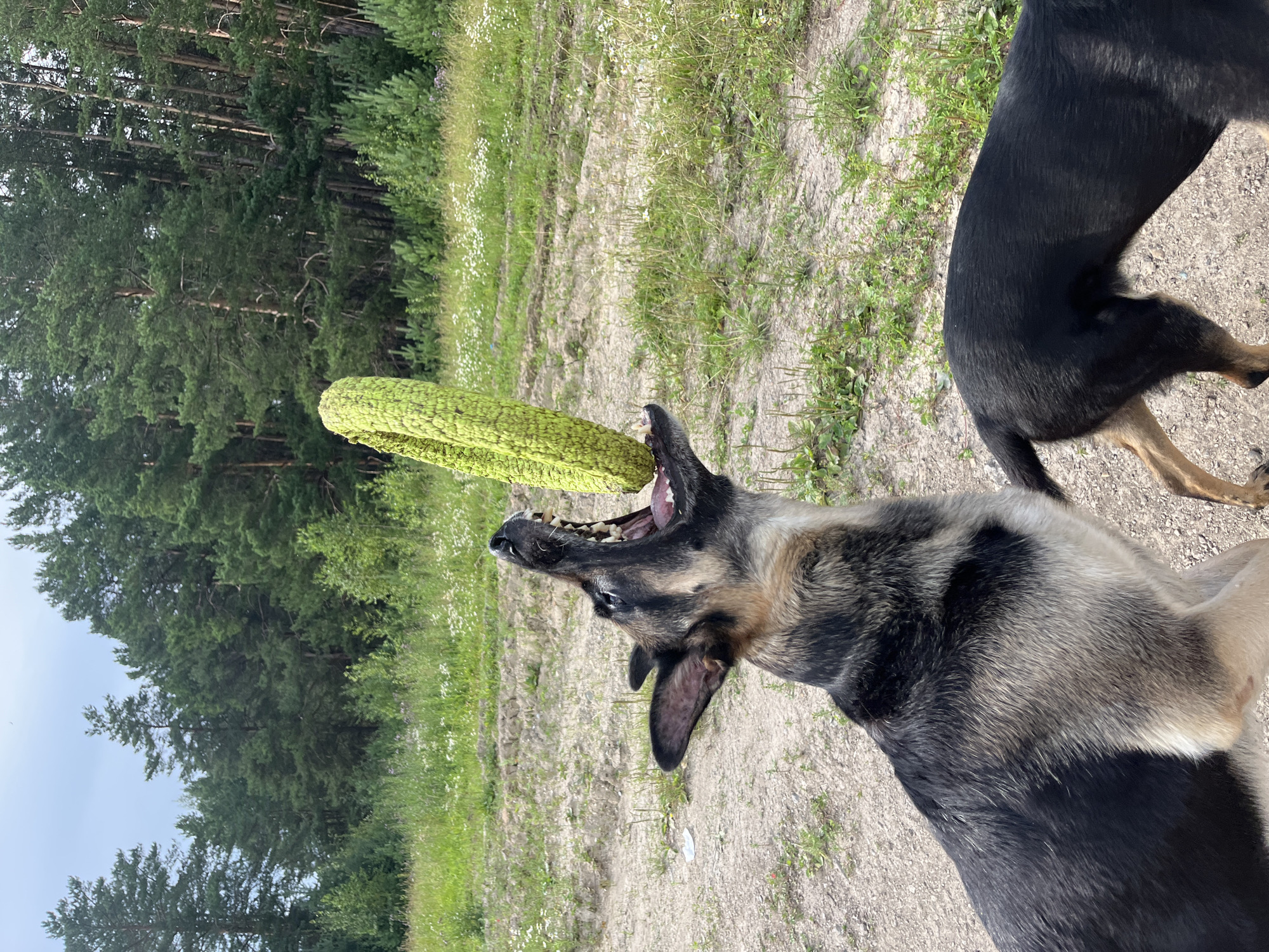 An agile German Shepherd dog is captured mid-air, its mouth wide open and focused on a bright green, textured, ring-shaped toy it is attempting to catch. The dog's body is angled upwards, showcasing its athleticism and determination. The scene unfolds outdoors, with a backdrop of lush green trees and grass, suggesting a natural or park-like setting. The ground is a mix of dirt and sparse vegetation, indicating a less manicured area. In the foreground, the hindquarters of another dog, mostly black with tan legs, are visible, suggesting a companion animal is present but not actively engaged in the play. The sky is overcast with a pale blue hue. The image appears to be taken in a rural or suburban outdoor environment, likely on a warm, possibly humid day. The location is specified as Nizhny Tagil, Russia.