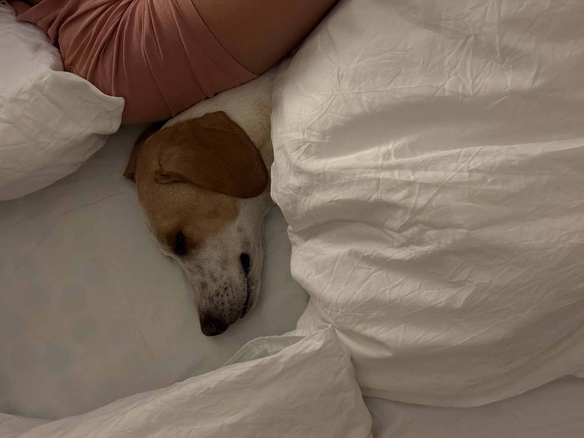 The image shows a dog sleeping in a bed. A person is also in the bed, partially visible. The dog is tucked under a white duvet or blanket, with its head resting on a white pillow. The dog has brown ears and a spotted nose. The room appears to be lit by soft light, creating a cozy atmosphere. There is no information about the location in the city of Budva, Montenegro.