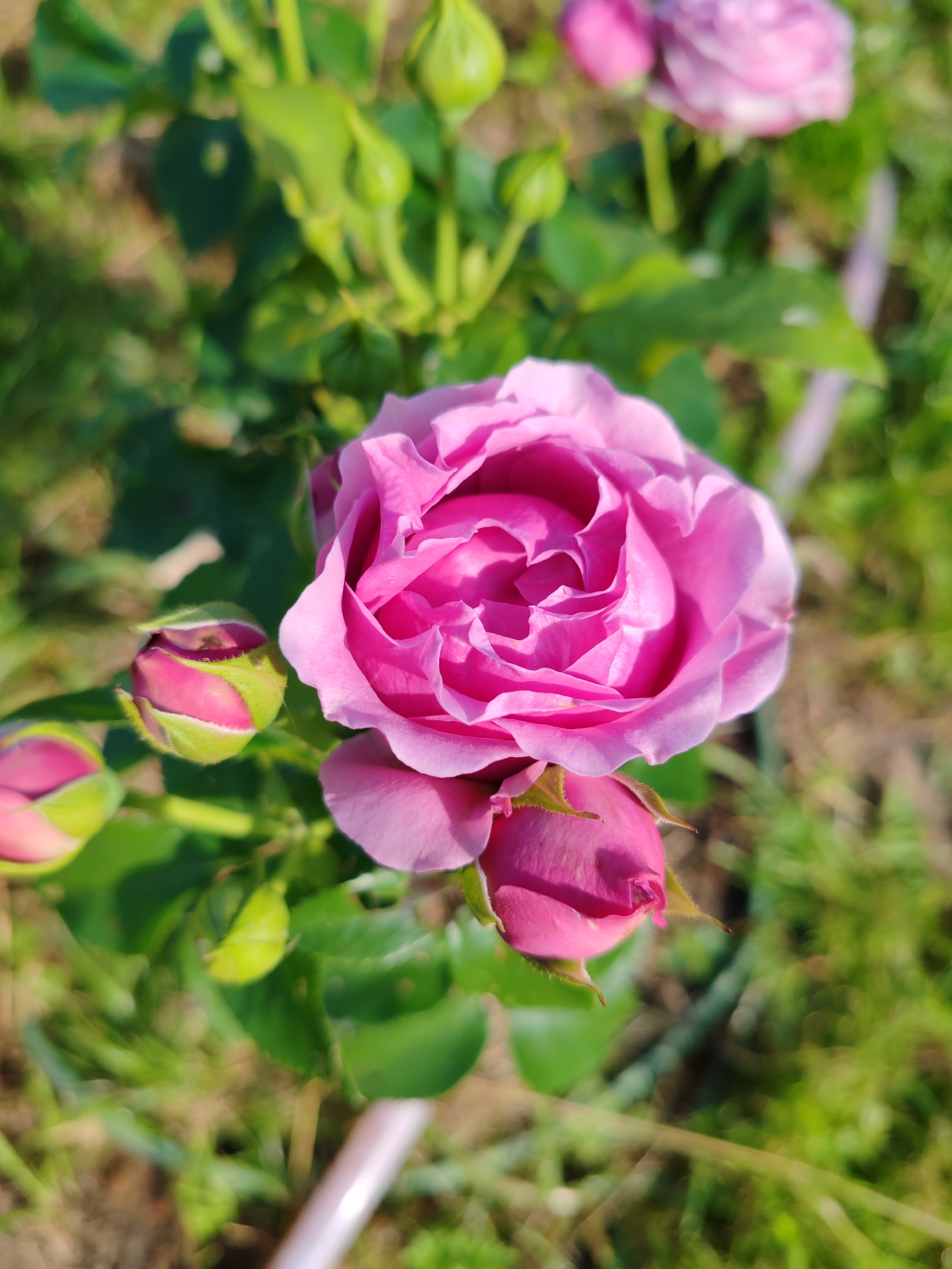 A close-up, slightly overhead shot features a fully bloomed pink rose, its petals unfurling in delicate layers. Three rose buds, one prominently positioned to the left of the main bloom and two smaller ones below it, are also visible. The flowers and their green leaves are in sharp focus against a blurred background of green grass and brown earth. A portion of a light-colored hose or pipe runs diagonally from the bottom center towards the right edge of the frame. The scene is illuminated by natural daylight, casting gentle shadows and highlights on the rose petals. The image was captured in the city of Chuchlem, Russia.
