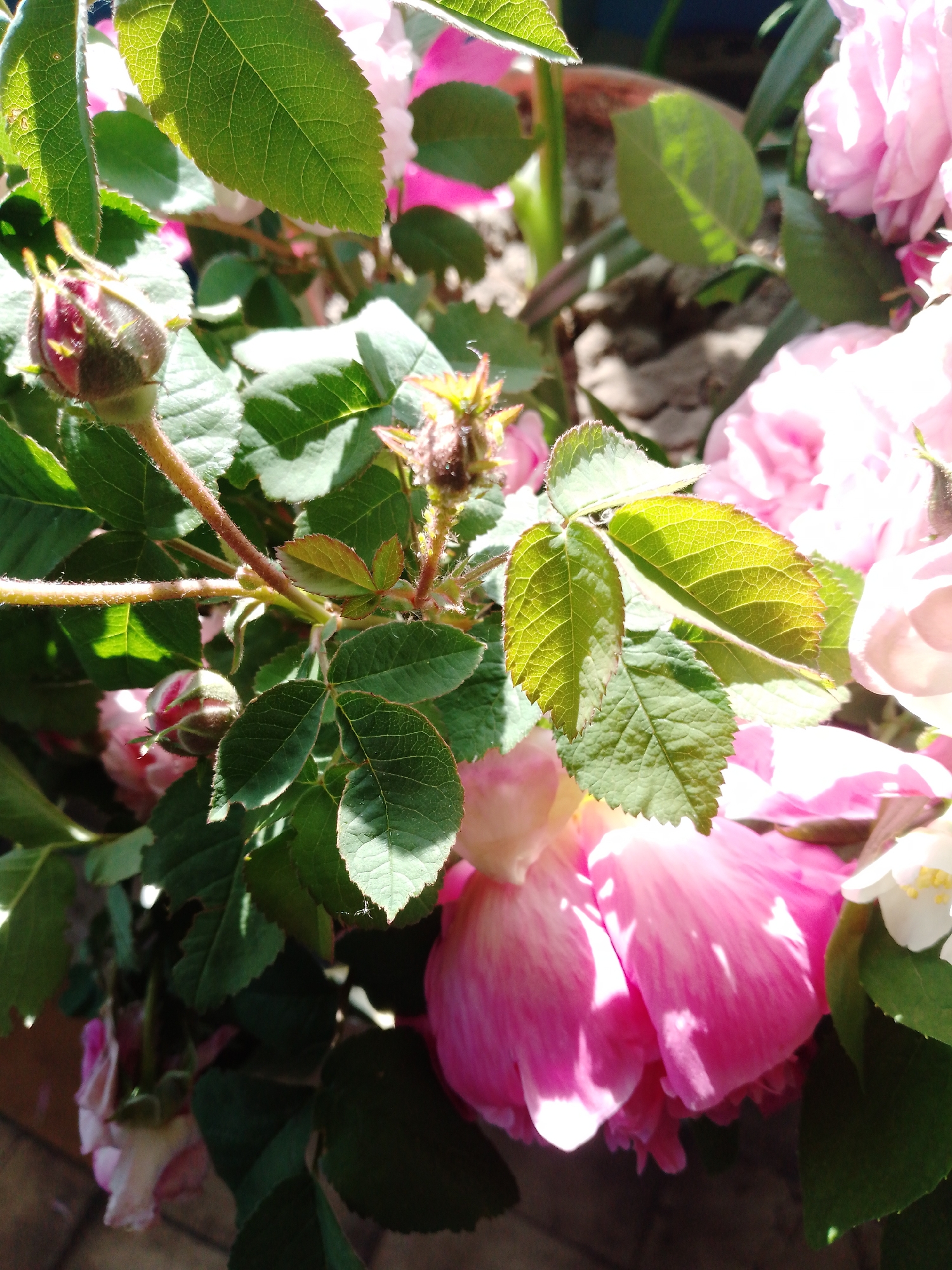 The image features a close-up view of a rose bush with pink blooms and buds. The leaves are green and textured, with visible veins and some showing a lighter green shade where sunlight strikes them. The stems are brownish and slightly hairy. Some of the flowers are in full bloom, while others are still tightly closed buds. A single white flower appears near the lower right corner. The background is blurred and partially obscured by the foliage. The location is unspecified, and there's no information suggesting it's Ustyvytsia, Ukraine.