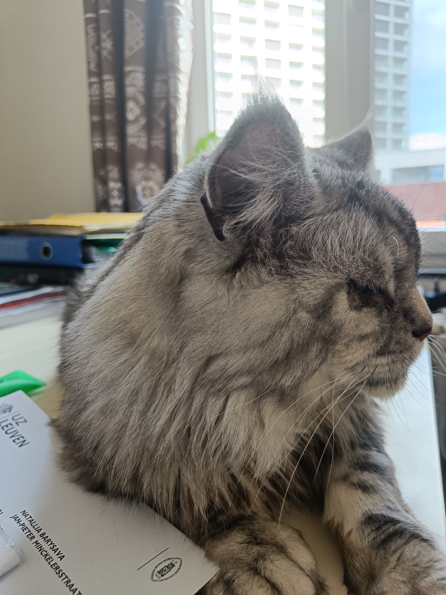 The image features a close-up of a gray tabby cat resting on a desk. The cat is positioned near a piece of mail addressed to "Natallia Barysaya" at "Jan-Pieter Minckelersstraat" in "UZ Leuven," indicating a location in or near the University Hospitals Leuven in Belgium. Behind the cat, various office supplies such as folders and papers are visible on the desk. The background shows a window with a view of modern high-rise buildings, likely within the urban landscape of Leuven. The light suggests it is daytime.
