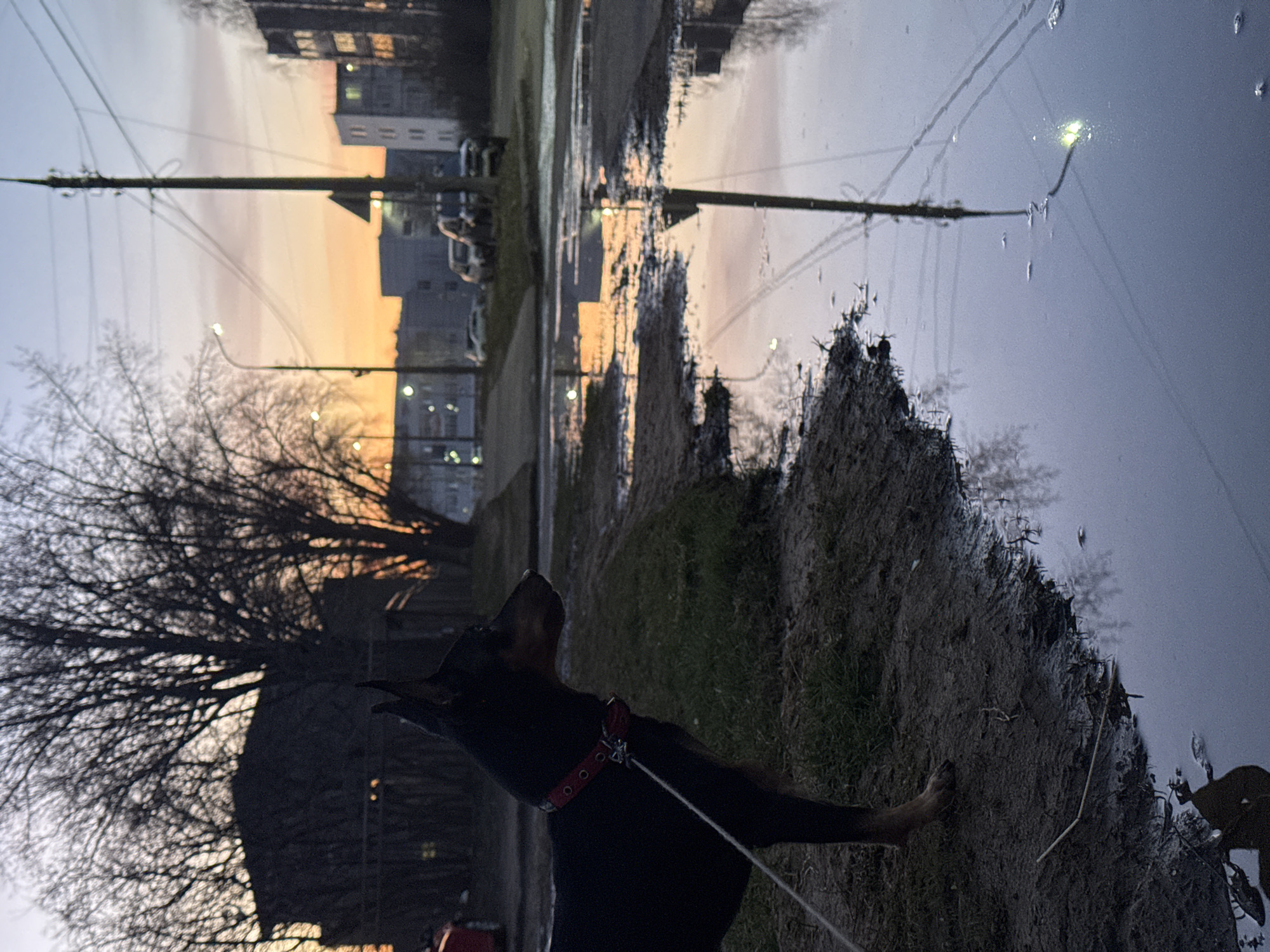 This vertically oriented image, captured in Chaikovsky, Russia, presents a twilight scene featuring a black dog next to a large, reflective body of water. In the foreground, on the right, a dark-furred dog, likely a Doberman, stands on a muddy bank with sparse grass. It wears a distinct red collar and is on a leash, looking upwards and slightly to the left, its silhouette prominent against the lighter background.
The left side of the frame is dominated by the intricate silhouette of a bare-branched tree, suggesting an autumn or winter setting. Beyond the tree, and in the distant background, several multi-story buildings are visible, some with illuminated windows.
The most striking element is the expansive, calm water surface that occupies the middle and right portions of the image. This water acts as a flawless mirror, reflecting the twilight sky and the distant urban landscape with remarkable clarity. The sky transitions from warm orange and yellow hues near the horizon to cooler blues and grays higher up, indicative of a sunset or late dusk. A tall utility pole and overhead wires are visible, both directly and as sharp reflections in the water. One bright, glowing streetlight is particularly noticeable in its reflection. The overall mood is serene and contemplative, with the dog appearing to observe the beauty of the fading light. No visible text is present in the image.