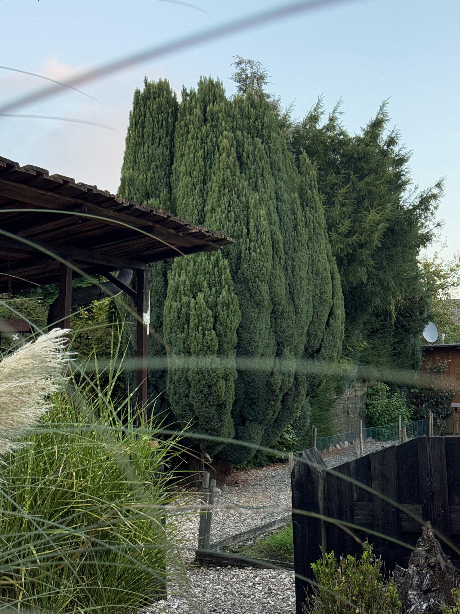 The image depicts a garden scene, likely in Cleves, Germany, given the context provided. The foreground is dominated by lush green grass and feathery white ornamental grass, with thin, blurred horizontal lines crisscrossing the view, suggesting they are foreground elements like branches or wires. Behind this, a dark wooden fence, partially obscuring the view, encloses a gravel path and more greenery.
In the midground, tall, columnar evergreen trees, possibly cypress, stand prominently, their dense foliage casting reflections on what appears to be a still body of water or a very wet surface, creating a mirrored effect. To the left, a portion of a wooden structure with a slatted roof is visible, resembling a pergola or a covered seating area.
The background features more trees and vegetation, including what looks like a satellite dish mounted on a small building or shed. The sky above is a pale blue with a few wispy clouds, indicating it's likely daytime, possibly late afternoon or early evening. The overall impression is one of a well-maintained, tranquil garden with a distinct vertical emphasis from the trees and the reflected imagery.