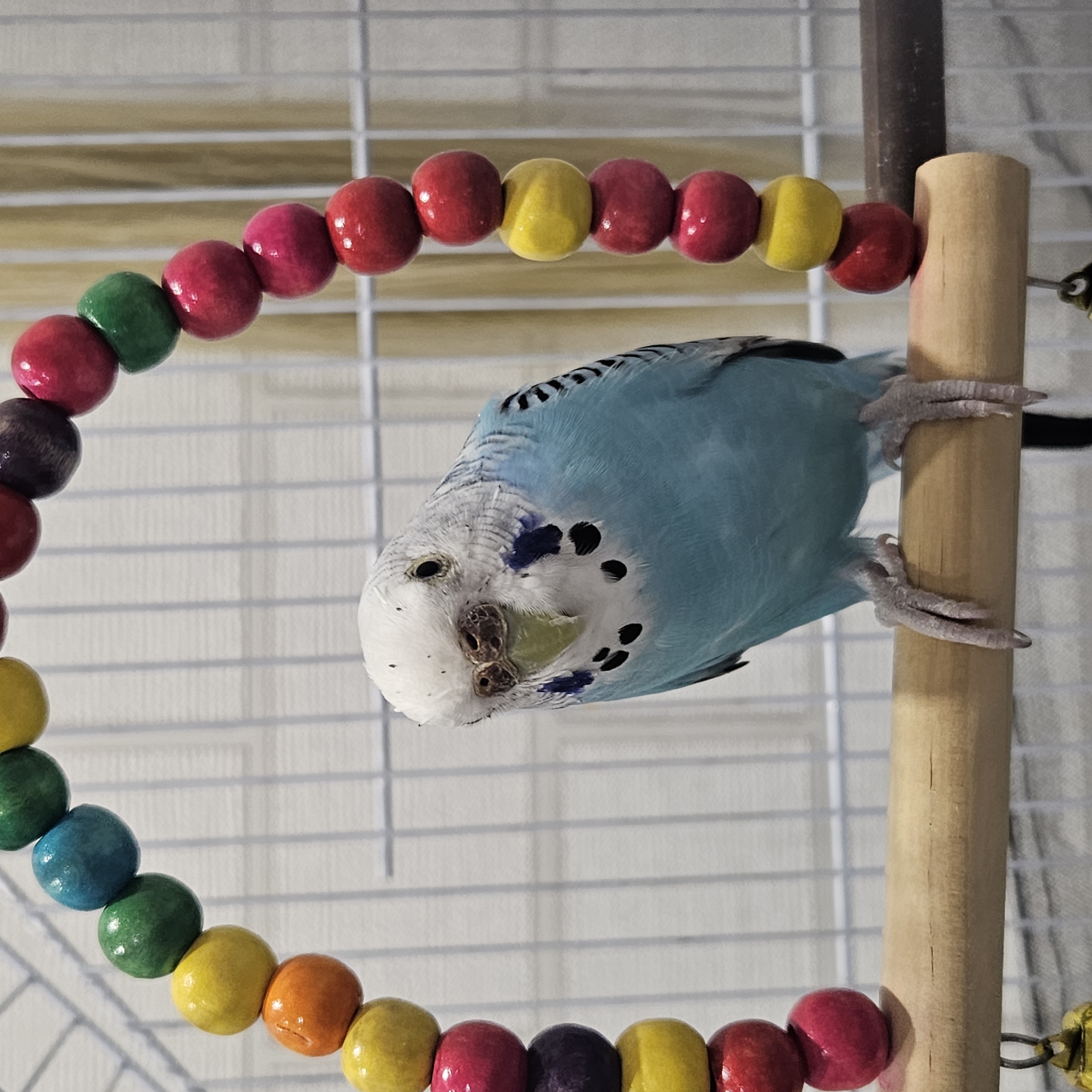 A light blue budgerigar is perched on a wooden dowel in a birdcage. The budgerigar's head is tilted, and it is looking towards the viewer. The bird has white and black markings on its head and blue markings on its chest and wings. In the background, there is a colorful beaded toy hanging from the top of the cage, with beads in shades of red, yellow, blue, and green. The cage bars are visible, and behind the cage, a beige curtain is partially visible. The image does not provide any information about the location in Chelyabinsk, Russia.