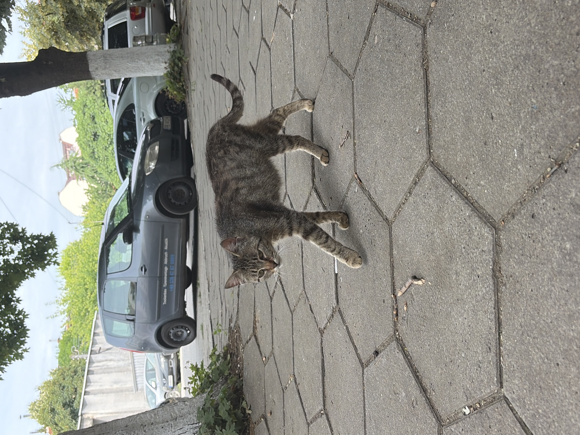 A tabby cat with a striped coat stands on a paved walkway. The cat is facing the camera, with its head slightly tilted. Its tail is curved upwards. The walkway is made of hexagonal concrete pavers. In the background, there are cars parked along the side of the road and green trees and bushes. The scene appears to be outdoors during the daytime. There is some visible text on the side of the gray car in the background: "Trockenbau - Bauabdichtung Akustik" and a phone number. The overall impression is of an ordinary street scene with a feline subject.