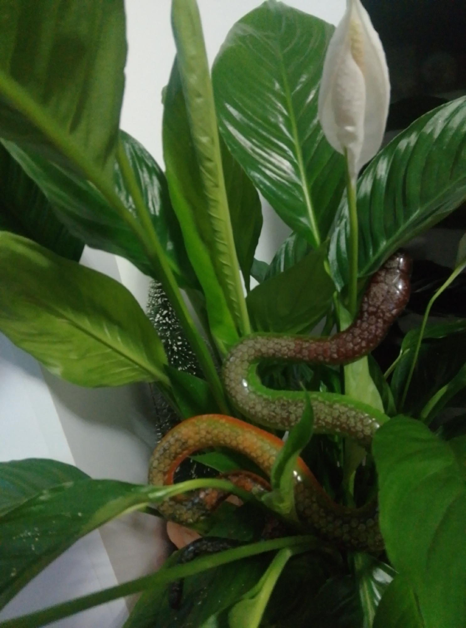 The image shows a close-up view of a snake coiled around a Peace Lily plant. The snake has a reddish-brown head and a patterned green and tan body. The Peace Lily has large, dark green leaves and a white spathe that is partially open. The background is blurred and appears to be indoors. There is no indication of the location being in the city of Wedel, Germany.