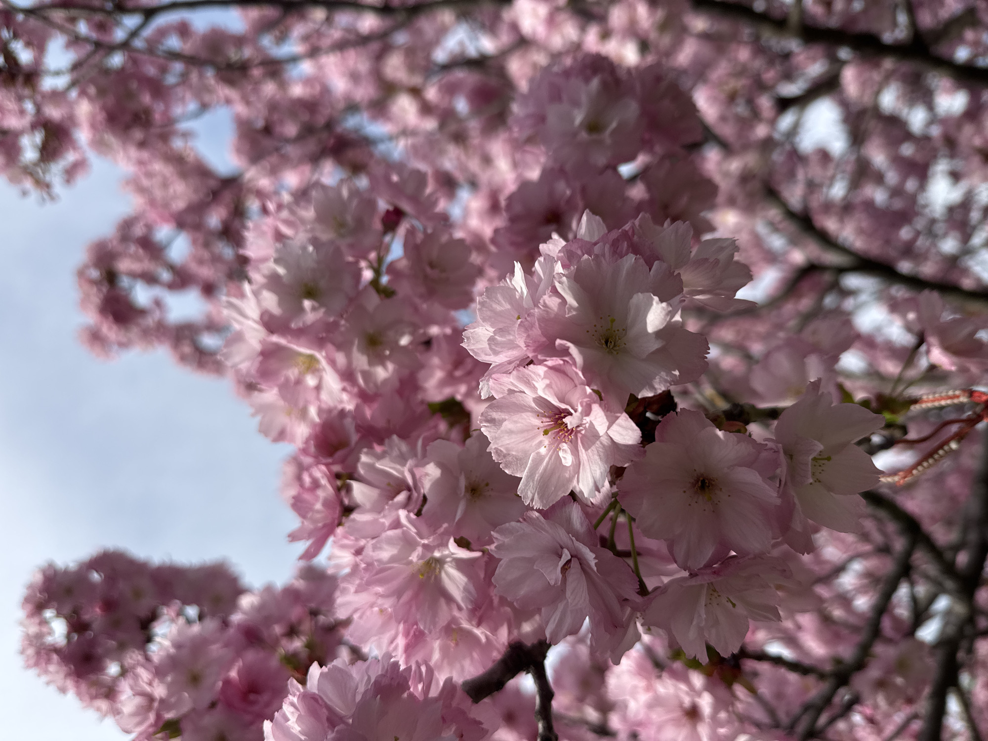 The image depicts a close-up view of a cluster of pink cherry blossom flowers against a partially visible blue sky. The blossoms are dense and layered, with the petals exhibiting a gradient from white at the center to light pink towards the edges. Some brown branches are visible, providing a contrasting backdrop. The specific location is not visually discernible, so mentioning the city of Sofia, Bulgaria, without additional contextual information would be speculative.