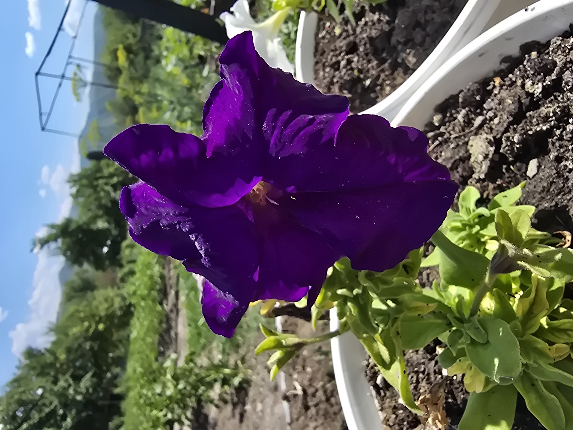 This media file is a close-up, outdoor, eye-level shot of a vibrant purple petunia flower in full bloom. The flower is the primary subject, positioned centrally and dominating the foreground with its rich, velvety petals. Some of the petals appear slightly translucent, with visible veins and a few water droplets, suggesting recent rain or dew. A small portion of a white petunia and some green foliage are visible behind the purple flower, along with the white rim of a planter pot containing dark soil.
In the background, a blurred scene unfolds under a bright blue sky with scattered white clouds. Green trees and foliage are visible, along with a glimpse of distant hills or mountains, hinting at a natural or semi-rural setting. A metal structure, possibly a garden frame or trellis, is also discernible in the upper left quadrant of the background. The lighting suggests it is daytime, likely late morning or afternoon, with bright sunlight illuminating the scene.
The overall impression is one of a peaceful, sunny day in a garden or outdoor space, focusing on the beauty of nature and the delicate details of the flower. There is no visible text in the image. The setting, Serebriansk, Kazakhstan, provides a geographical context for this natural scene.