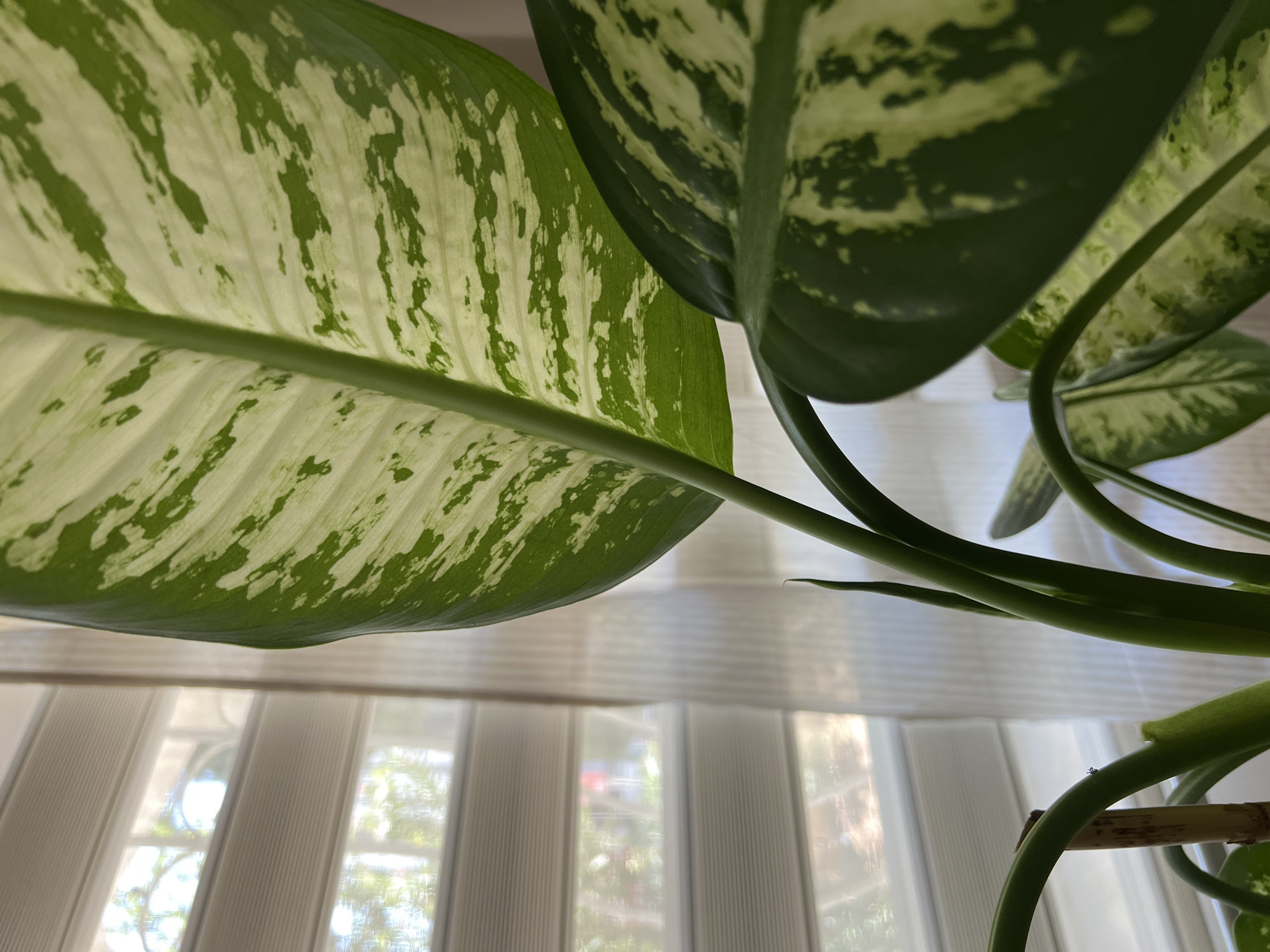 The image is a close-up shot of a potted Dieffenbachia plant with variegated green and white leaves, positioned indoors near a window with horizontal blinds. The blinds are partially open, allowing diffused sunlight to filter through, creating a soft lighting effect. The leaves are large and ovate, with prominent veins. The background shows a slightly blurred view of the outdoors through the blinds, suggesting a residential setting. There are no people or animals visible in the image. The scene is static and appears to be a still life composition. The location is not specified within the image content itself, and thus cannot be inferred to be Antalya, Turkey, or any other specific city.