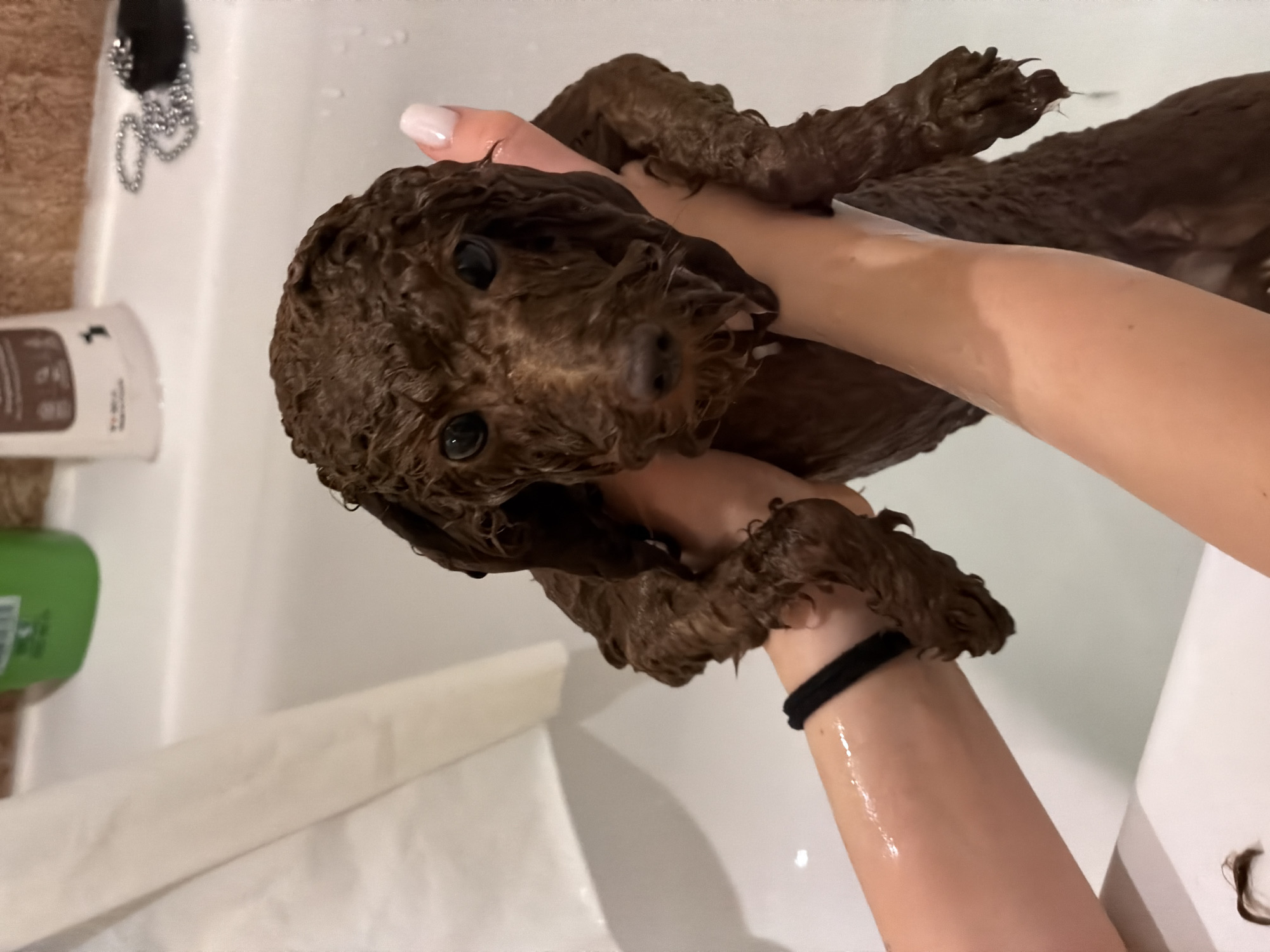 A brown, wet dog is being held in someone's arms. The dog's eyes are visible and looking towards the camera. The person holding the dog has fair skin and is wearing a black elastic band on their wrist. The background appears to be a bathroom, with a white sink, a bottle of lotion, and a green bottle. It is impossible to confirm the location as Sofia, Bulgaria without additional information.