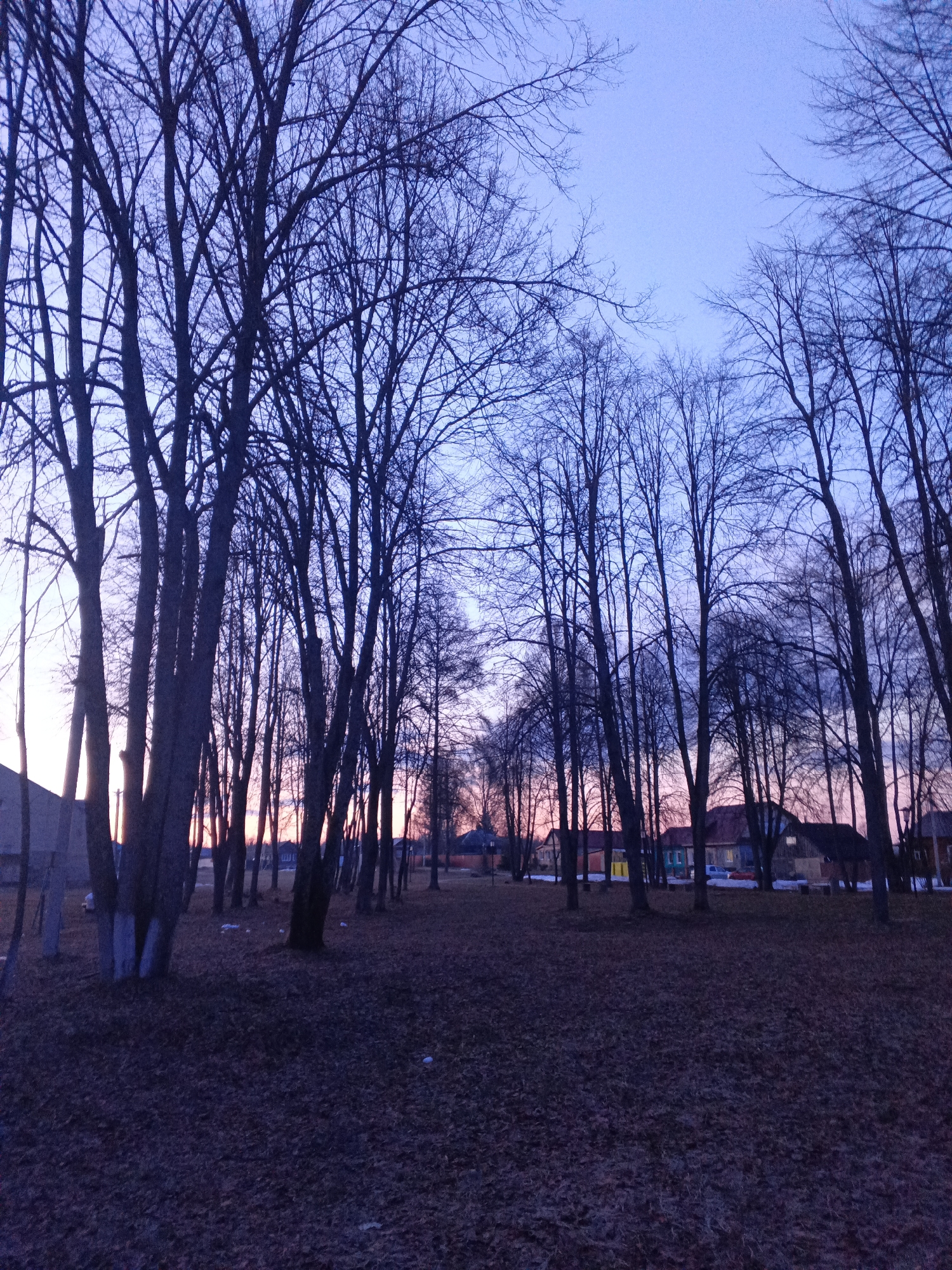 The image depicts a park or wooded area in Красный Маяк, Russia, at dusk or dawn. The ground is covered in fallen leaves. Rows of bare trees dominate the foreground, their branches silhouetted against a light blue and pink sky. In the distance, houses can be seen with some color visible on the facades. The scene appears quiet and still.