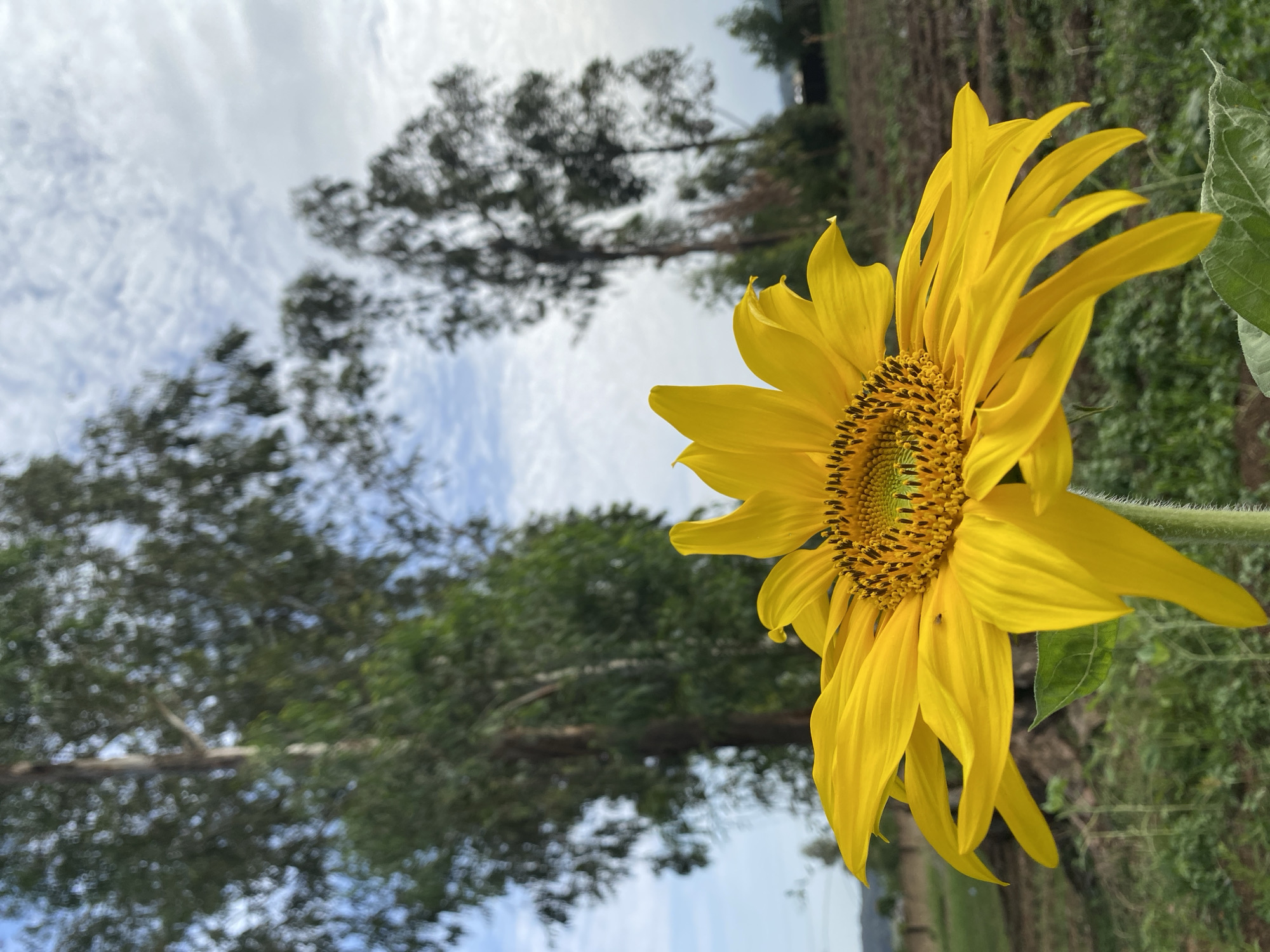 The image depicts a sunflower in Vom, Nigeria. The sunflower is in the foreground, showing its yellow petals and central disk with seeds. Behind the sunflower, there are trees and cloudy sky visible. The background suggests a rural or agricultural setting. There is no information available to establish the presence of people.