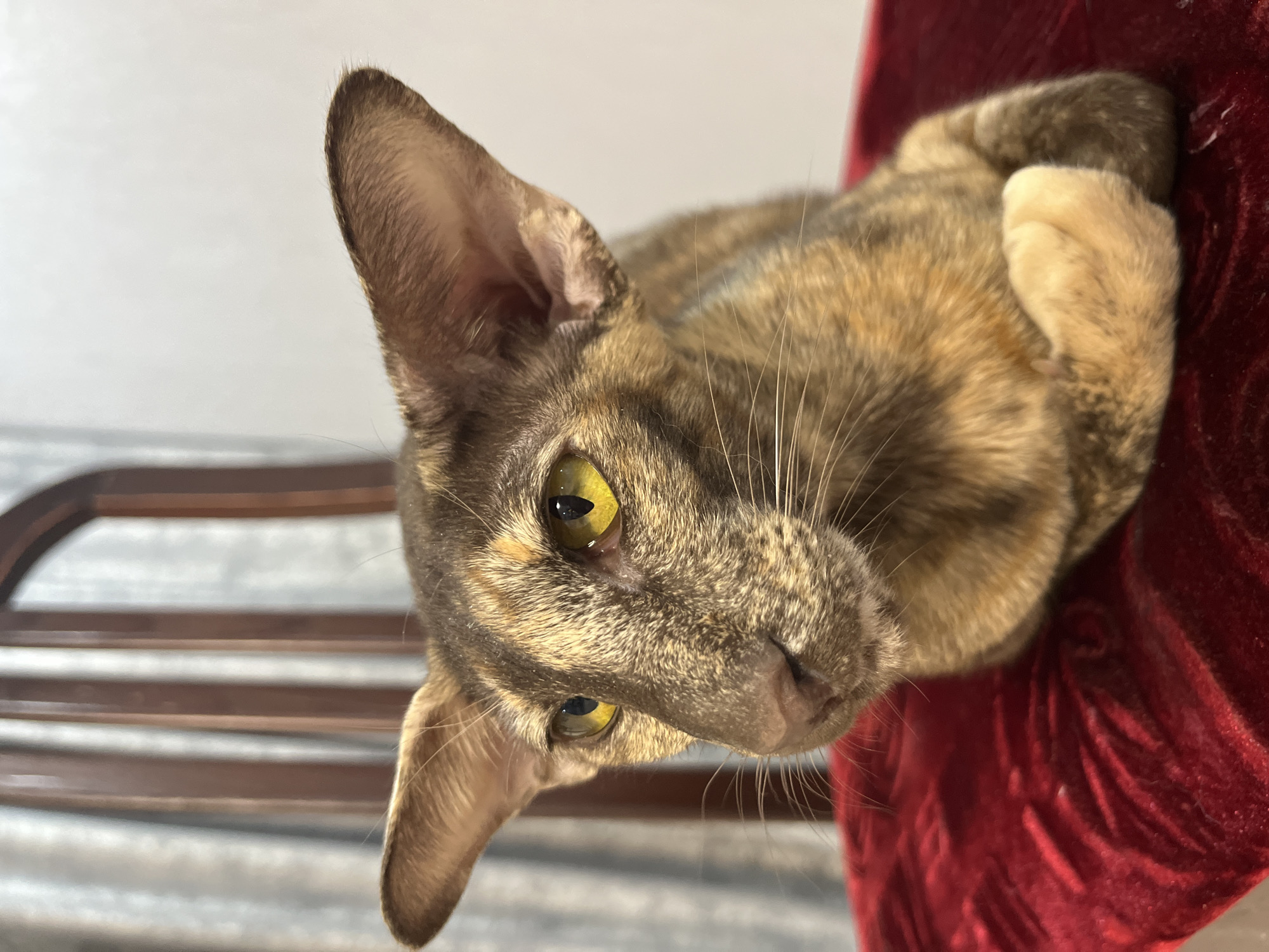 This is an eye-level, close-up photograph of a short-haired cat taken indoors in Chaikovsky, Russia. The cat, oriented on its side, has a mottled or tortoiseshell coat with shades of brown, tan, and darker grey. Its large, pointed ears are prominent, and its striking yellow-green eyes with vertical pupils are directed upwards, towards the viewer, conveying an alert and curious expression. Long, white whiskers extend from its muzzle. The cat appears to be resting on a plush, deep red velvety surface, which occupies the right side of the frame. One light-colored paw is visible, curled on the red material. In the background, to the left, are blurred horizontal wooden slats, likely part of a chair, against a bright, out-of-focus light grey or white background. The scene is well-lit, suggesting daytime. There is no visible text.