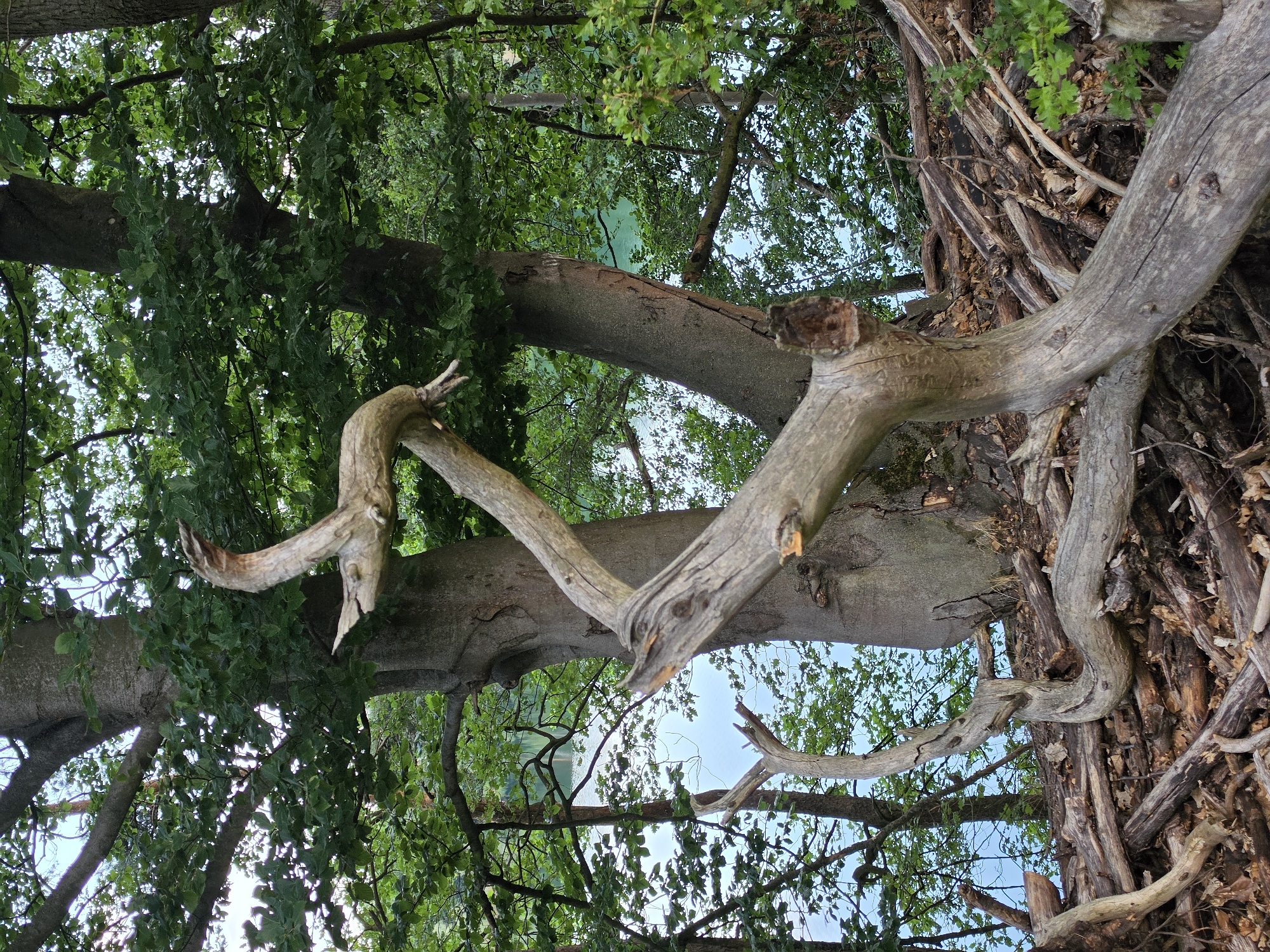 The image depicts a close-up view of a weathered, grey tree trunk in the foreground, with gnarled branches twisting and extending outwards. A body of water, possibly a lake or river, is visible in the background, framed by lush green foliage. The scene appears to be a natural setting, possibly a park or forested area. The specific location in Kelsterbach, Germany, is not discernible from the image itself. There are no people or animals present in the frame. The ground is covered with fallen leaves and debris, further emphasizing the natural, untamed environment. The overall impression is one of organic decay and the serene beauty of nature.