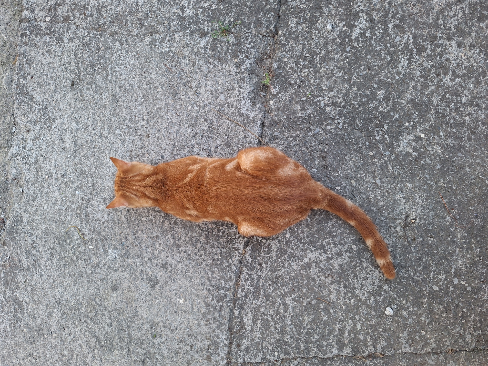 An overhead shot captures an orange tabby cat lying on a concrete surface. The cat is facing to the left, with its body stretched out and its tail extending to the right. The concrete appears weathered and cracked, with some small patches of dried grass or debris scattered across it. The lighting suggests it is daytime, with no strong shadows indicating a specific time. The overall scene is simple and static, with the cat appearing relaxed or resting on the textured ground. No text is visible in the image. The location context of Nabran, Azerbaijan, is provided, but there are no specific visual cues within the image itself to confirm this location.