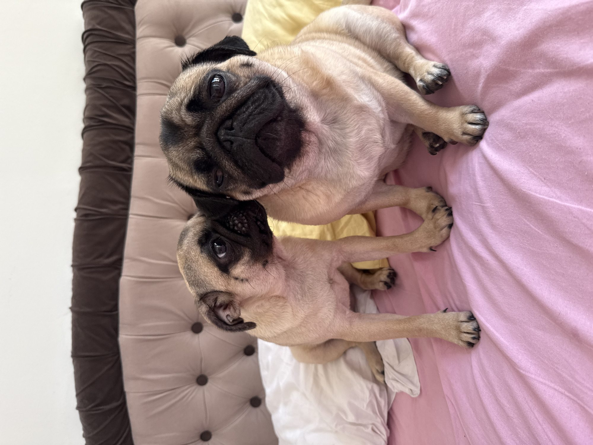 Two pugs sit on a pink bedspread in front of a tufted headboard. The pug on the left is smaller and leans its head towards the larger pug on the right, nuzzling its ear. Both dogs have fawn-colored fur with black facial masks. A white pillow is visible behind the pug on the left, and a yellow pillow is behind the pug on the right. The environment appears to be a bedroom.