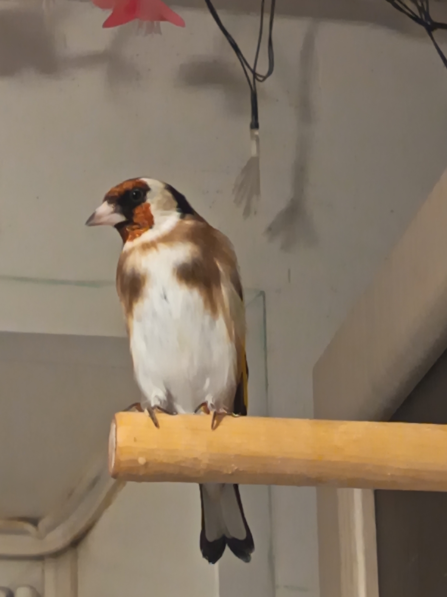 A European goldfinch (Carduelis carduelis) perches on a cylindrical wooden rod. The bird exhibits a red face, a black head, a white patch near the beak, and brown and white plumage on its body. The background is an indoor setting with a wall, wiring, and a decorative element (possibly a paper flower) near the ceiling. The lower portion of the image reveals partial architectural details, including what appears to be decorative trim. The location in Nizhnevartovsk, Russia is not deducible from the given image.