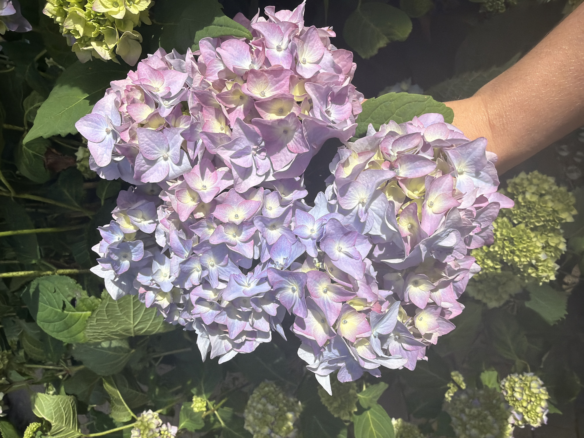 In an outdoor setting, a hand with light skin is holding a cluster of hydrangeas. The hydrangeas are a mix of pale purple, pink, and yellow. Green leaves surround the flowers. There are also other clusters of hydrangeas in various stages of bloom, some appearing lime green and others with hints of purple, visible in the background and foreground. The lighting suggests it is daytime, with shadows cast on the flowers. The overall impression is one of natural beauty and delicate coloration.