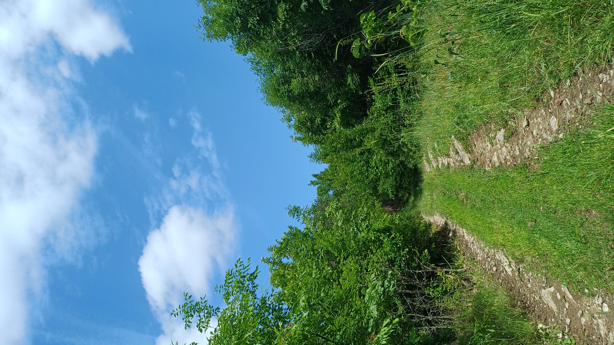 A dirt path ascends through lush green vegetation under a bright blue sky with scattered white clouds. The path is lined with grass and trees. The location appears to be Gorna Verenitsa, Bulgaria, based on the prompt. No people or animals are visible. The scene is peaceful and natural.