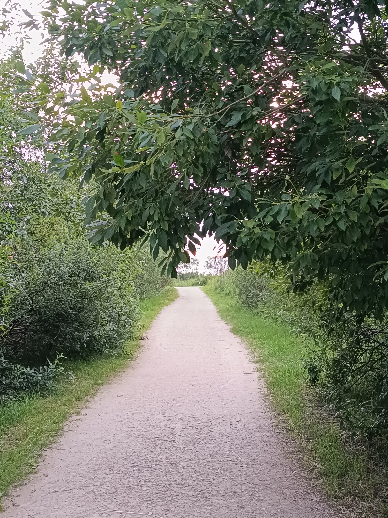 An empty, paved pathway curves through a park-like setting with dense green foliage on both sides. The pathway is made of gravel or small stones and appears to be in good condition. Overhanging tree branches with dark green leaves form a natural archway over the path in the foreground. The sky is visible through the leaves, with hints of sunlight peeking through. The environment suggests a peaceful, natural area within a city. The scene is devoid of any people or animals, focusing solely on the landscape. The location is identified as Riga, Latvia, implying it is a public park or nature trail within the city limits.
