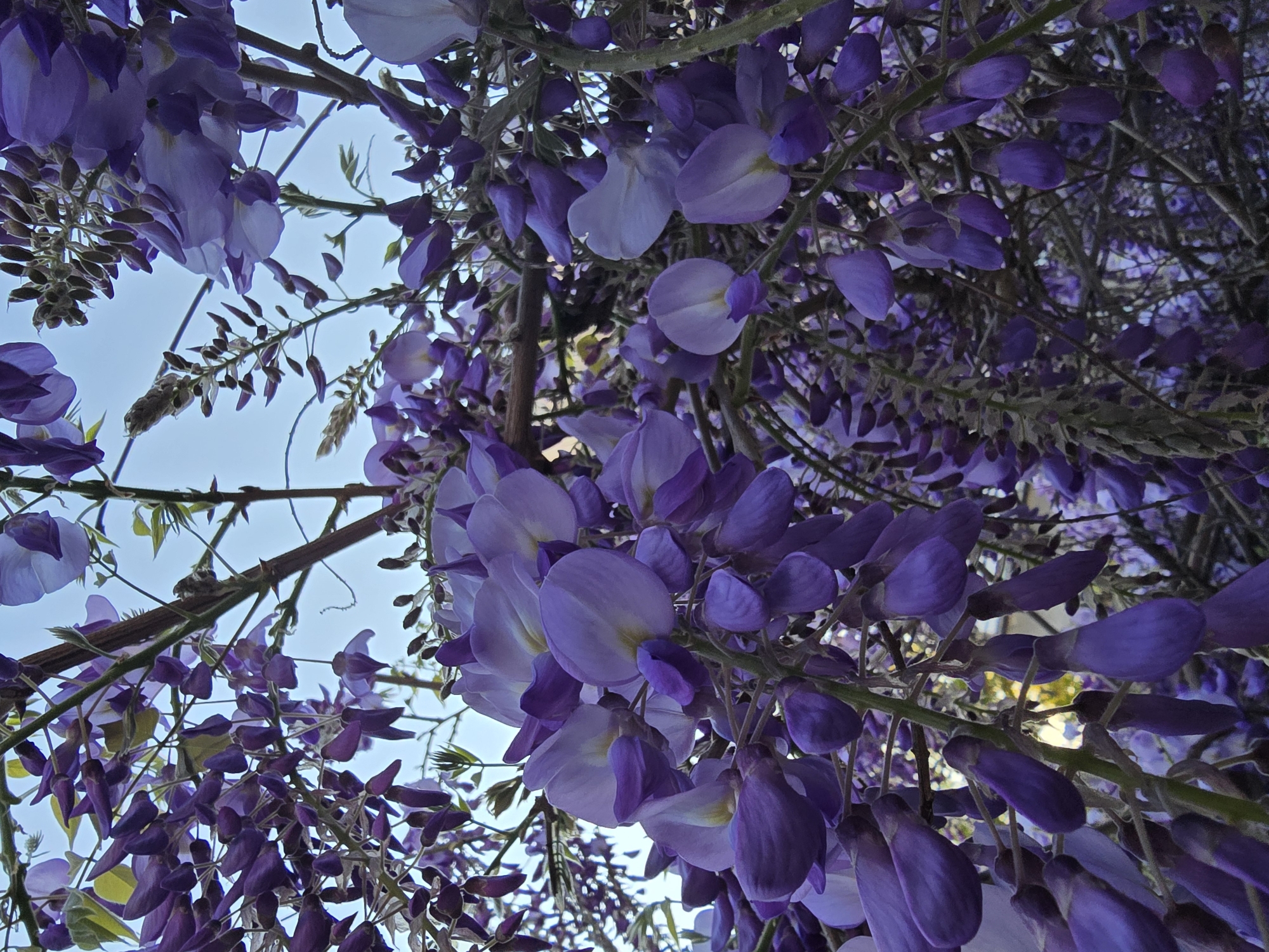 The image captures a close-up view of Wisteria flowers hanging from vines. The flowers are primarily purple with some lighter, almost white, petals visible. The background reveals a glimpse of a light blue sky. The location in the city of Unknown, Unknown is not evident from the image.
