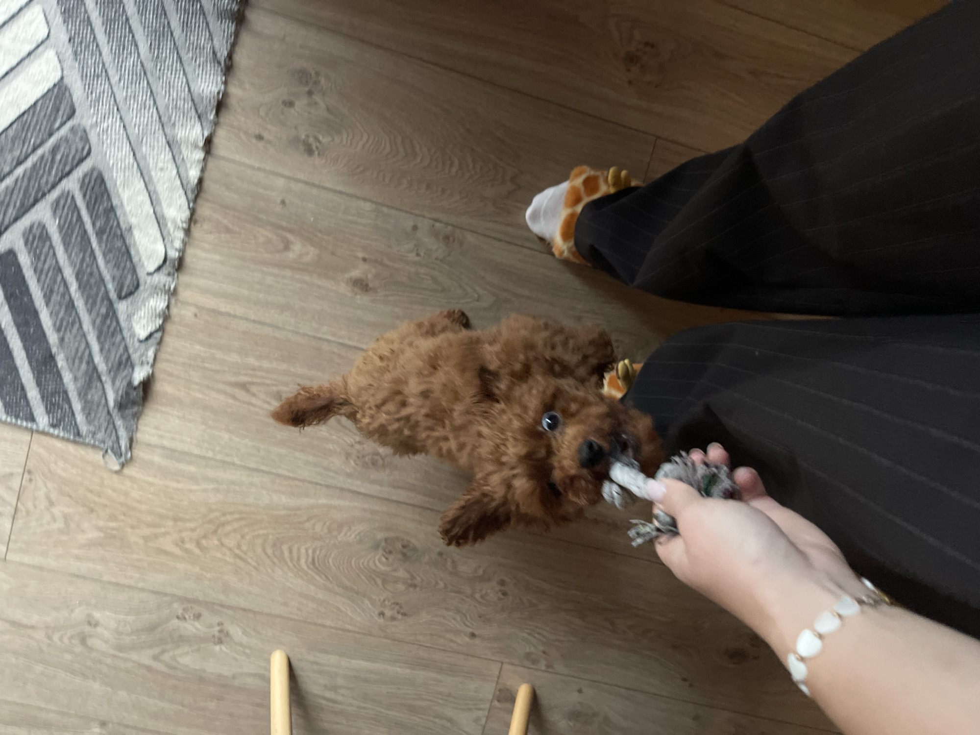 A brown poodle lies on a light brown wooden floor, pulling on a grey rope toy held by a fair-skinned hand wearing a white bracelet. The background includes the bottom of a grey and white rug, a person wearing dark pin-striped pants and giraffe-patterned socks. Two wooden sticks are visible on the floor. The location is unknown and cannot be determined from the image.