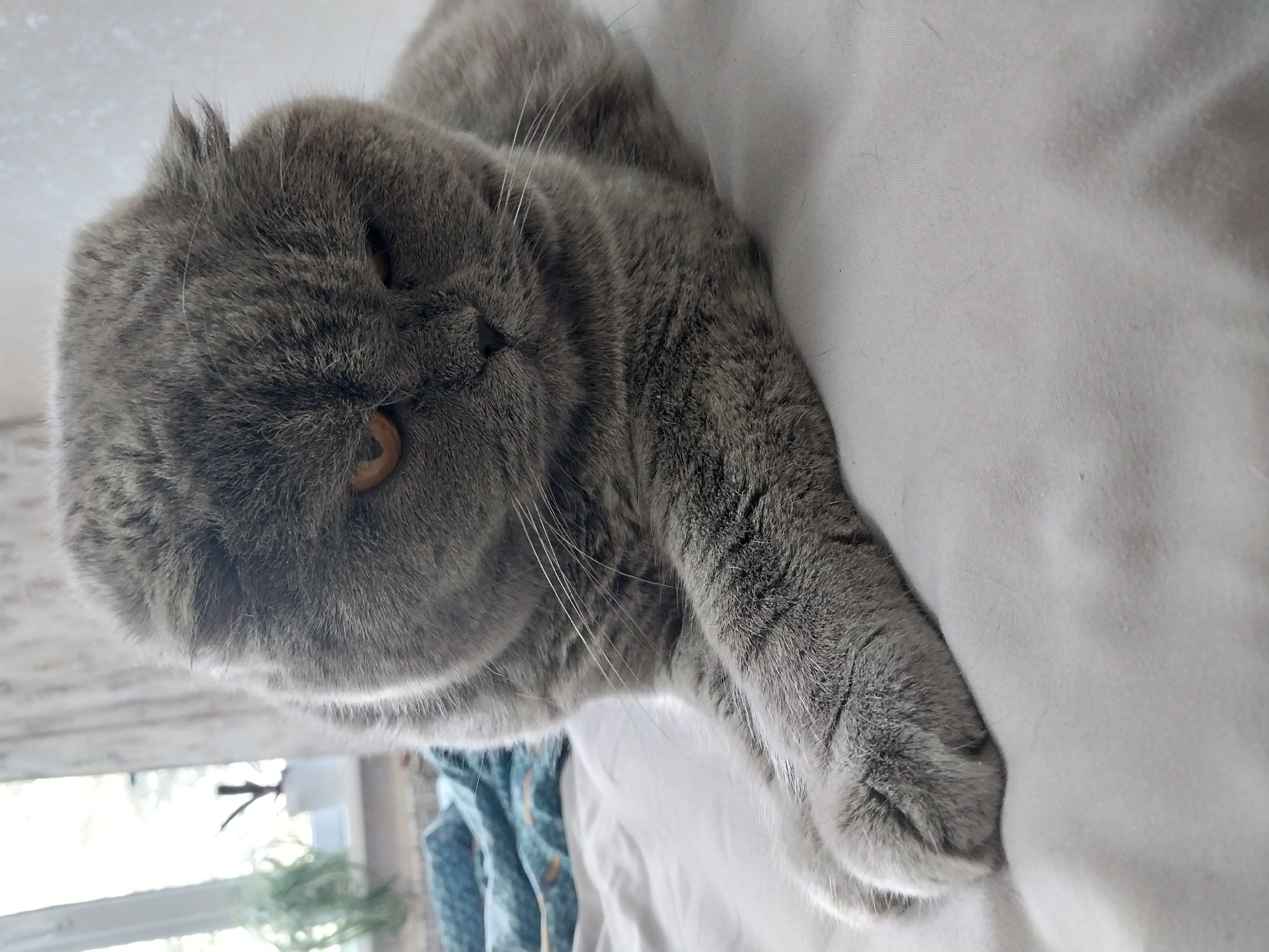 This is a close-up photograph of a grey Scottish Fold cat lying on a white surface, likely a bed or sofa. The cat is facing towards the right of the frame, with its head tilted slightly downwards. Its ears are folded down, characteristic of the breed. The cat has prominent orange eyes and white whiskers. Its front paws are crossed and resting on the surface. The background is softly blurred, showing a window with sheer curtains and some greenery outside, possibly plants. There is also a textured blue and teal blanket visible to the left of the cat. The lighting suggests an indoor environment, possibly in an apartment or house. The overall impression is one of a relaxed domestic animal in a comfortable setting. The image does not contain any specific visual indicators that would allow for precise location identification within Dnipro, Ukraine.