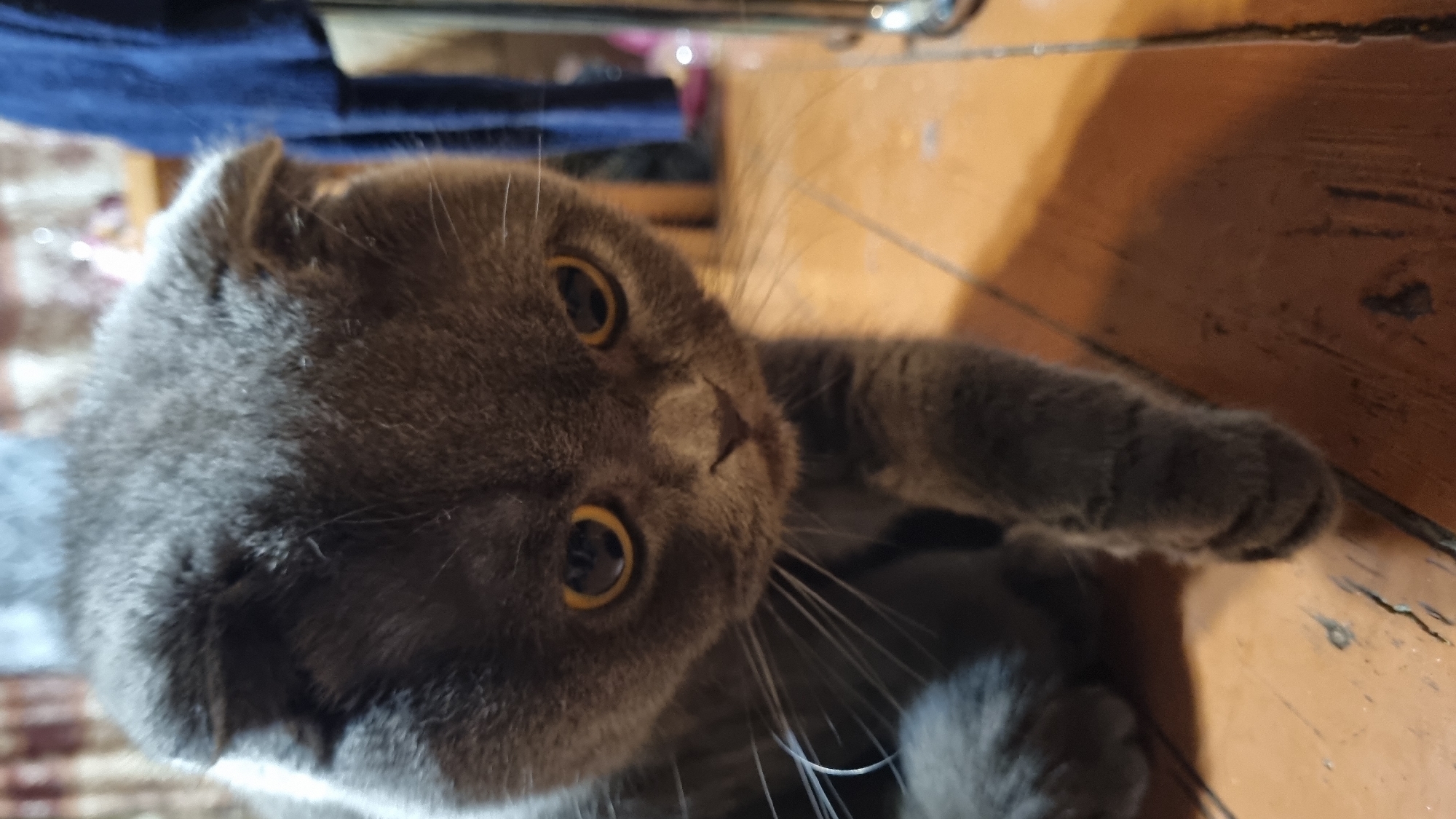 A close-up, eye-level, outdoor, vertical shot captures a grey Scottish Fold cat with yellow eyes and folded ears walking on a wooden floor. The cat's fur is short and dense. The floorboards are wide, distressed, and appear to be made of light brown wood, with visible cracks and dark spots. In the background, out of focus, is a wall with a patterned texture in muted tones and a blurred section of blue fabric. The cat is in the foreground, with its head tilted downward and its front paws stepping forward. The lighting appears to be artificial, casting shadows on the floor. The image is taken in an interior setting that resembles a home environment. The specific location in the city of Vysokoe, Russia, cannot be determined from the visual information provided.